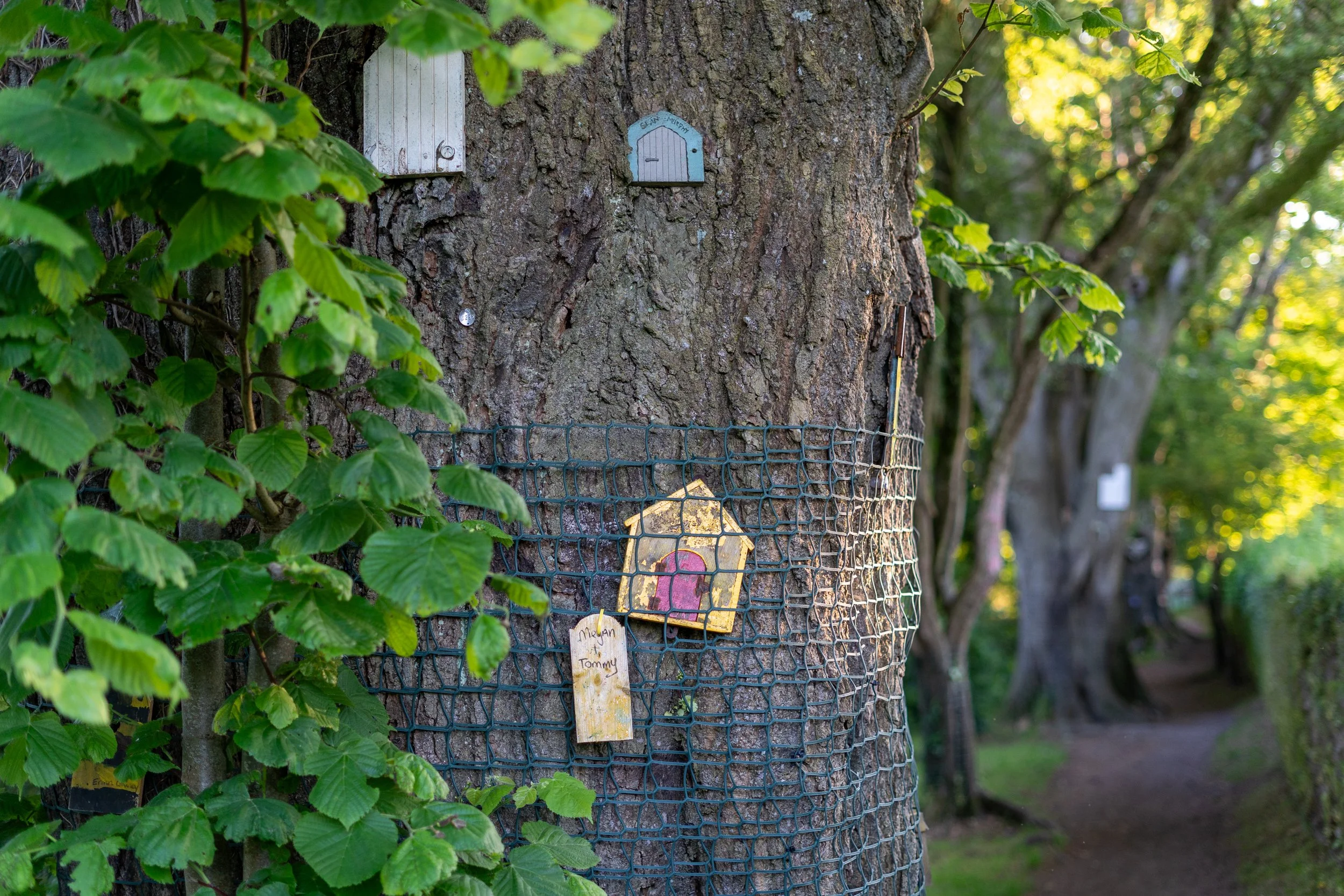 Tree surrounded by mesh with fairy doors attached