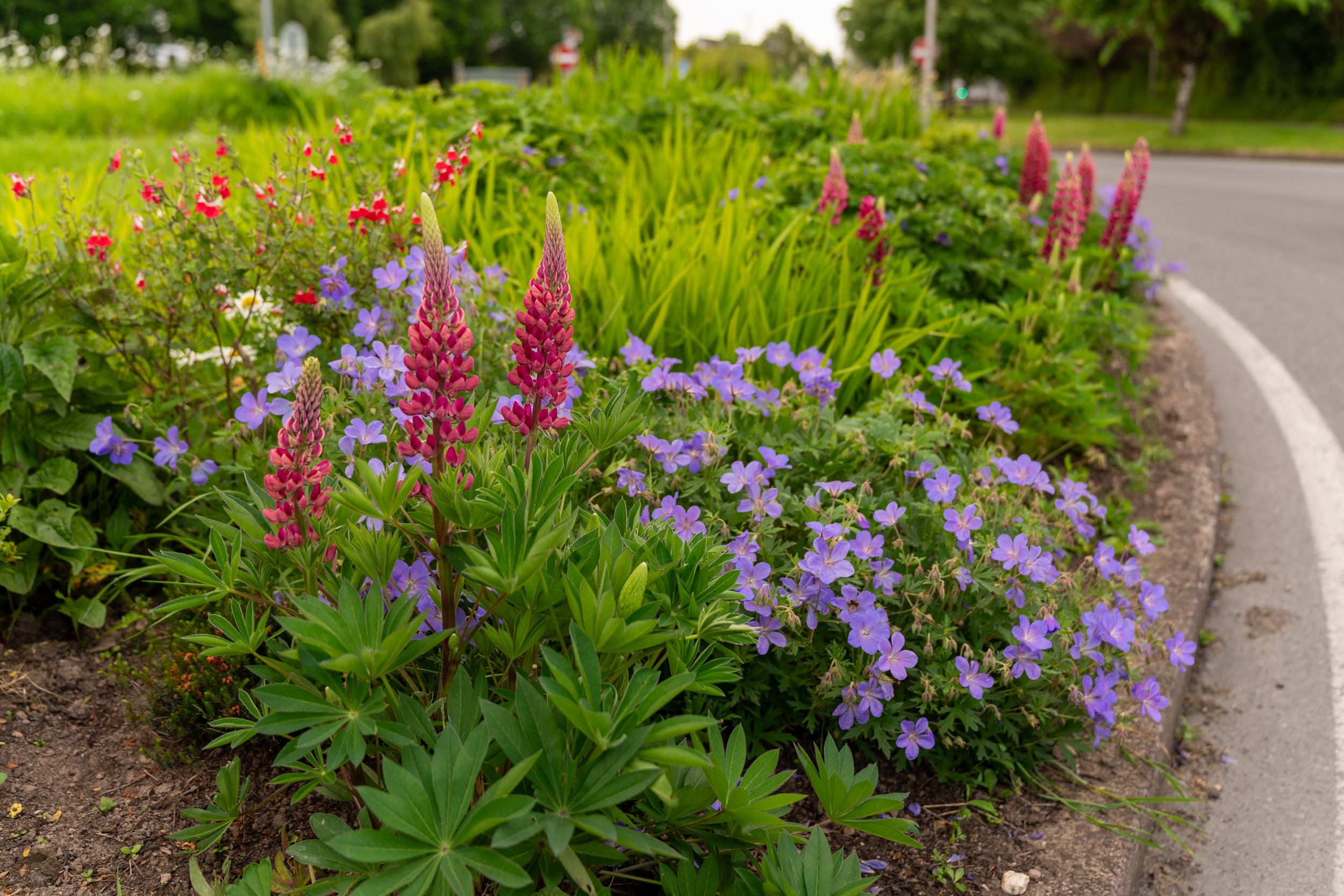 Multi-colour flowers at Poulavone Roundabout