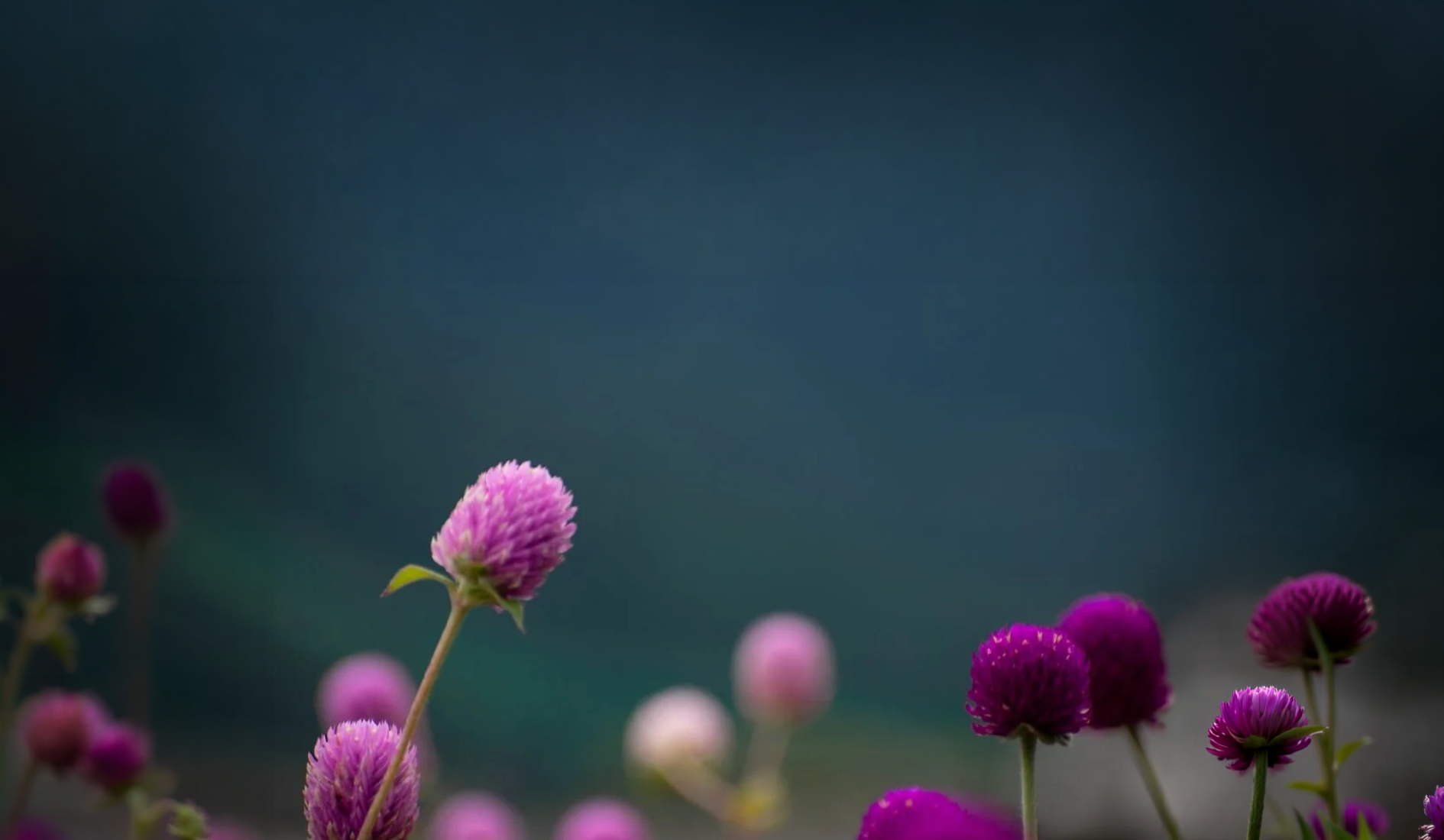 Close-up of purple and pink globe amaranth flowers on blurred background.
