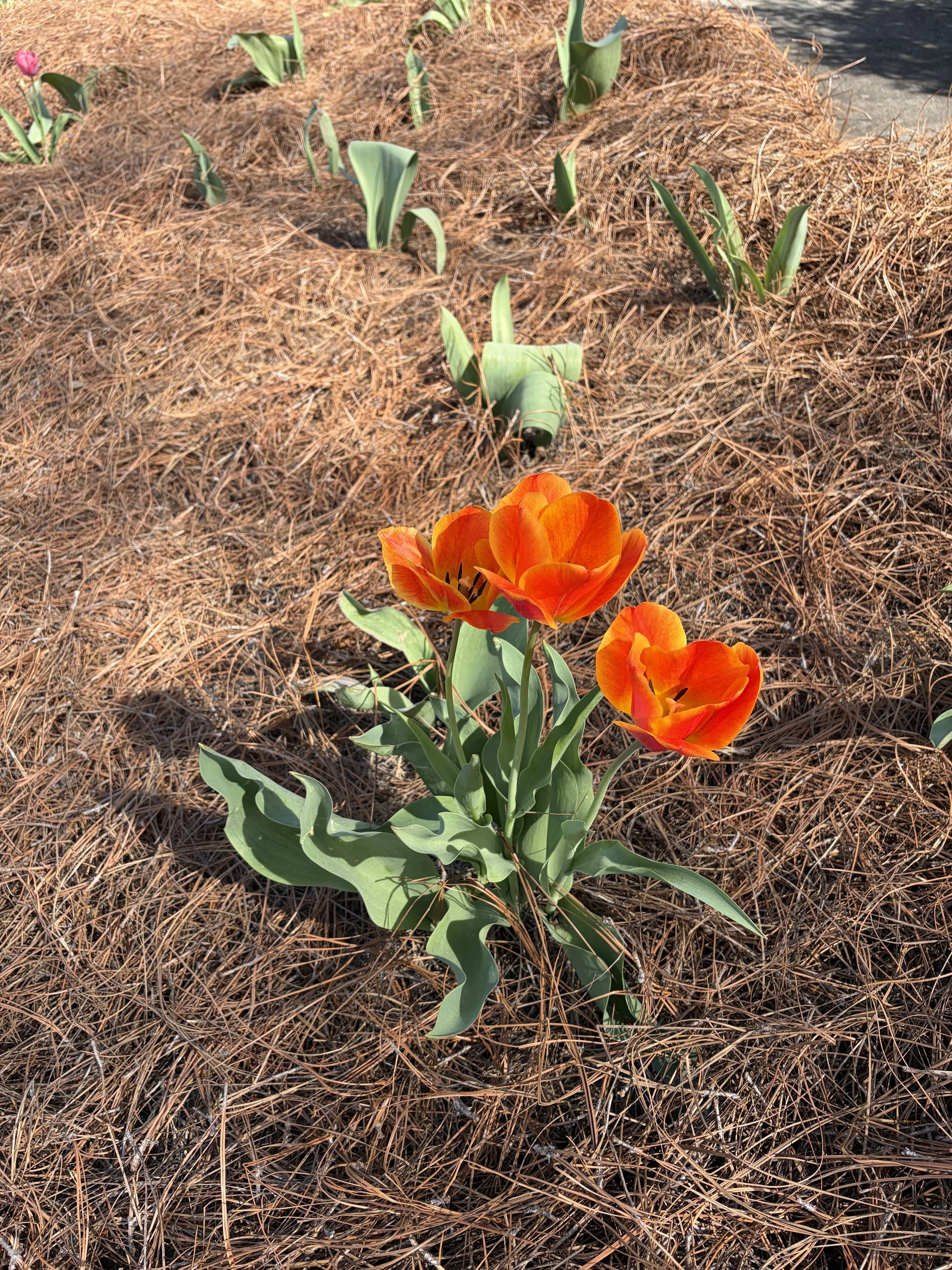 Quiet Growth: FAITHFULNESS in all things