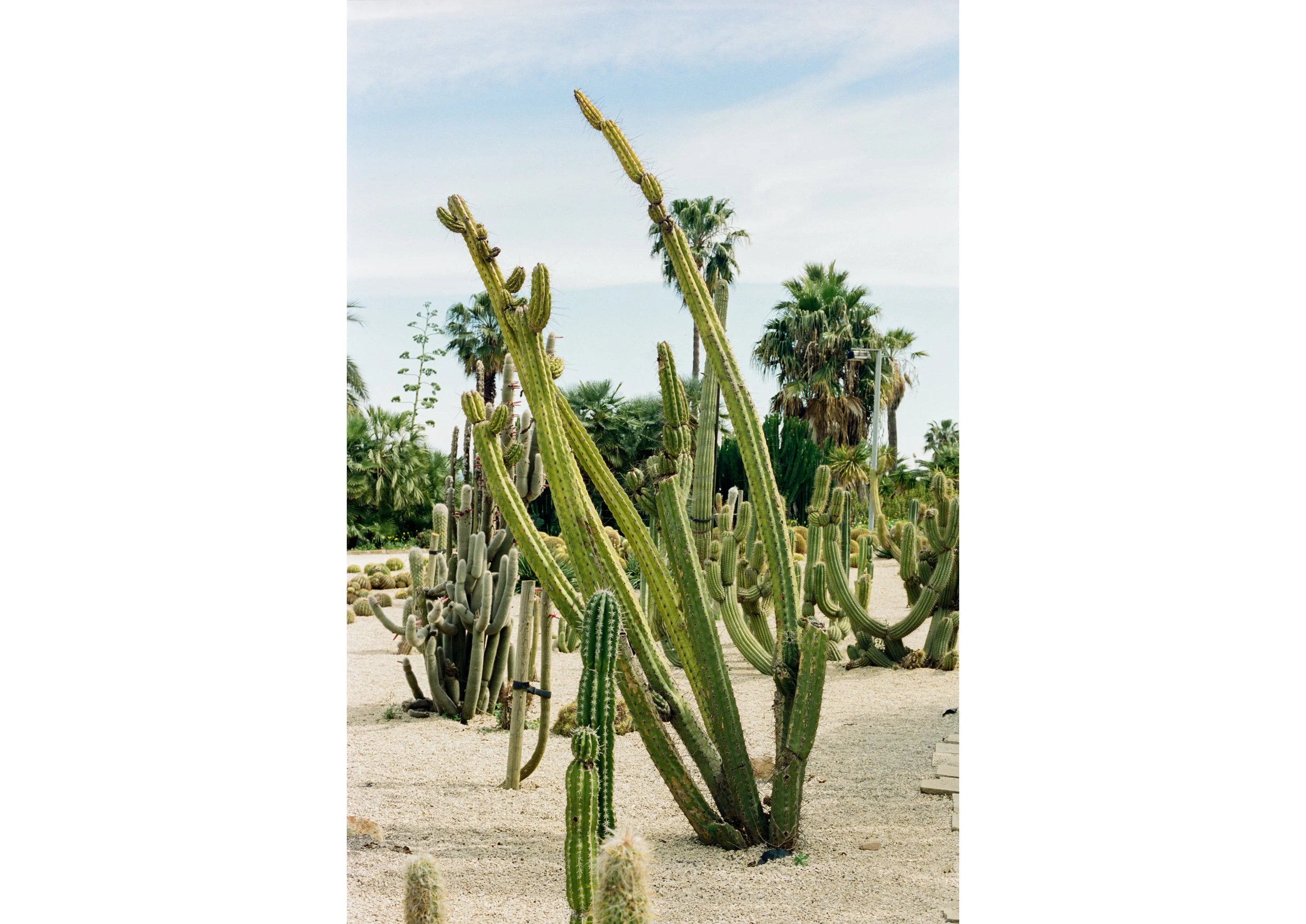 CACTUS, Barcelona