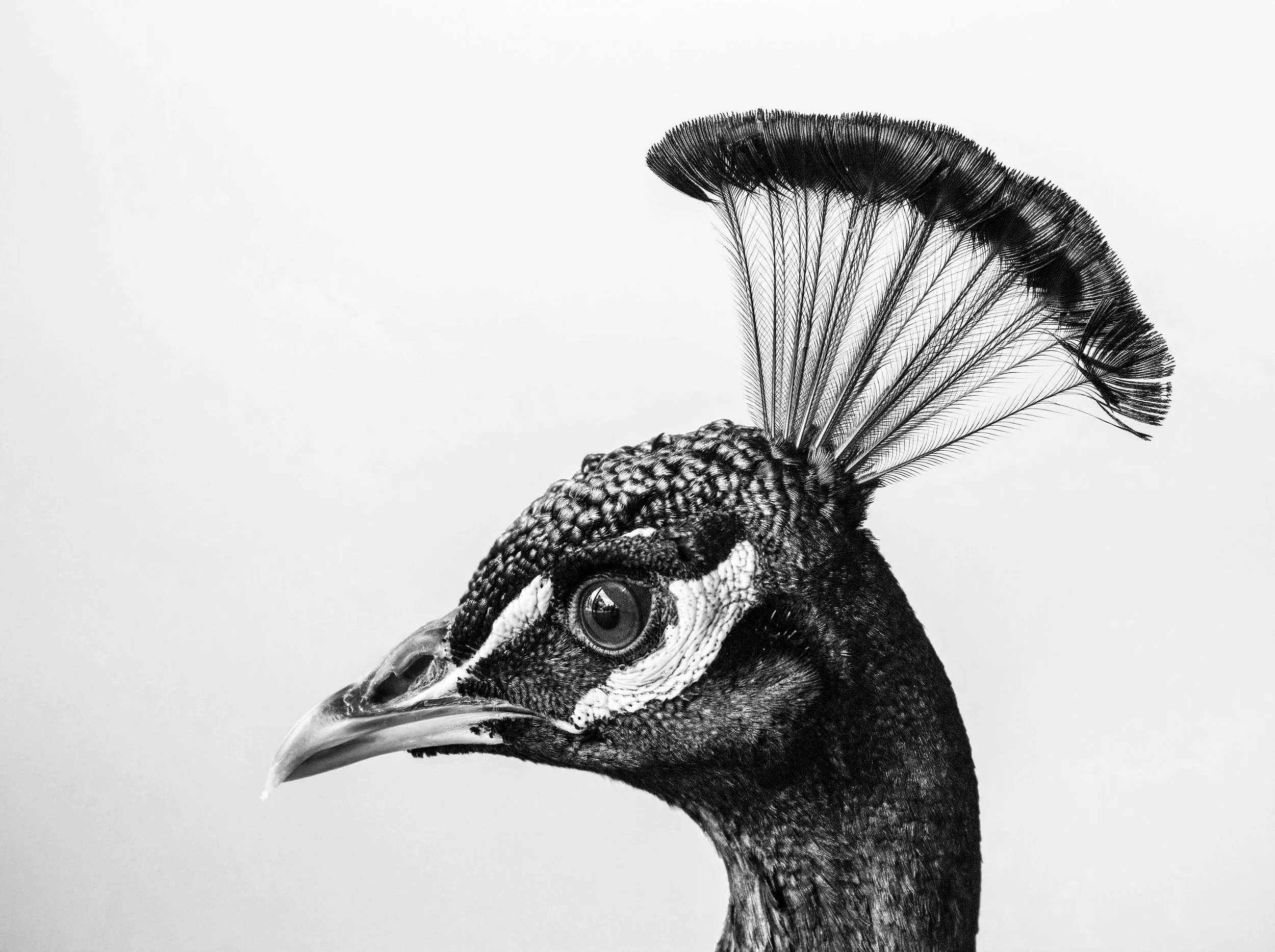 Close-up of a peacock’s head with raised crest, suggesting confidence and presence.
