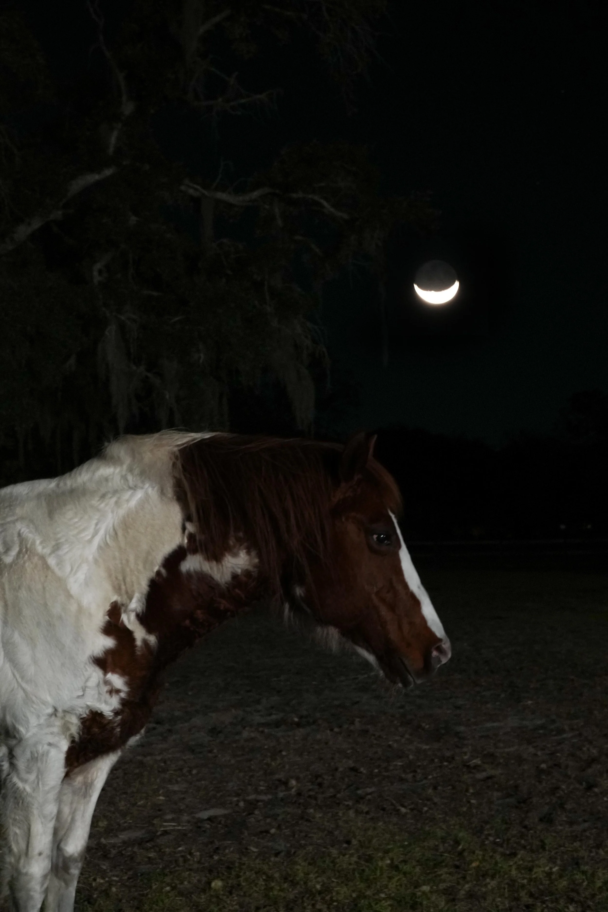 Horse with Moon.jpg