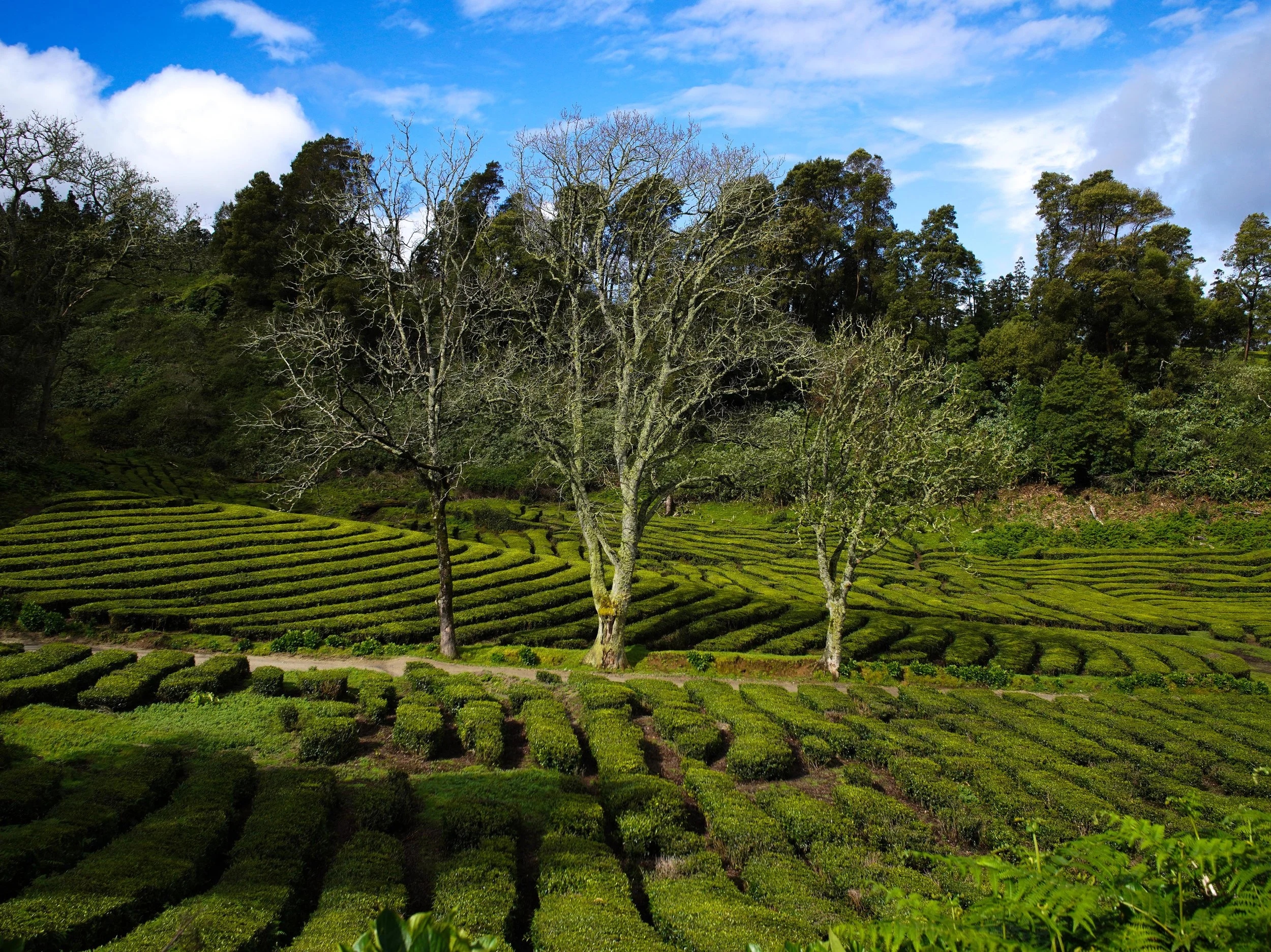 Architecture & Landscape