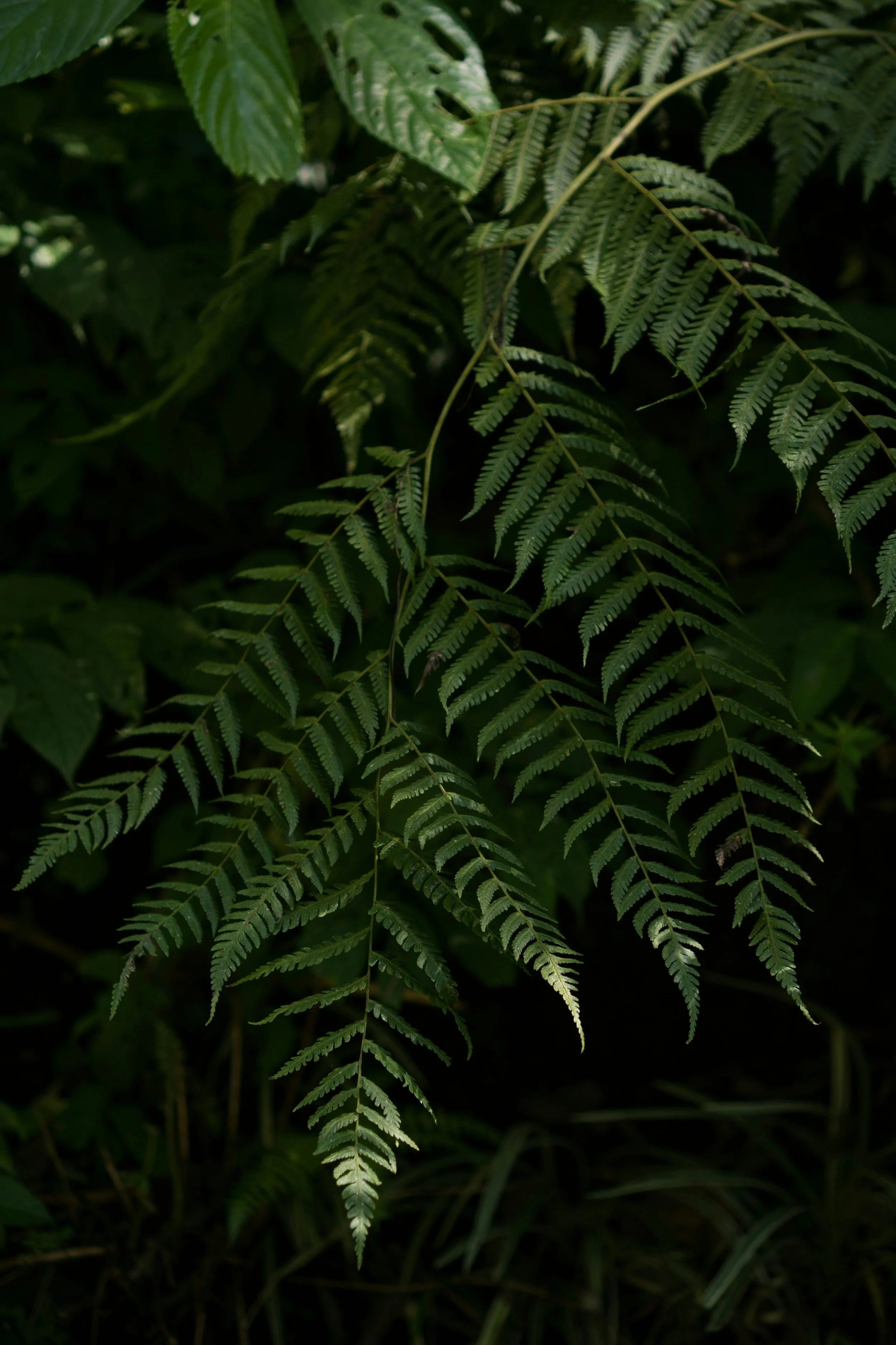 Close-up of green fern leaves in a forest setting.