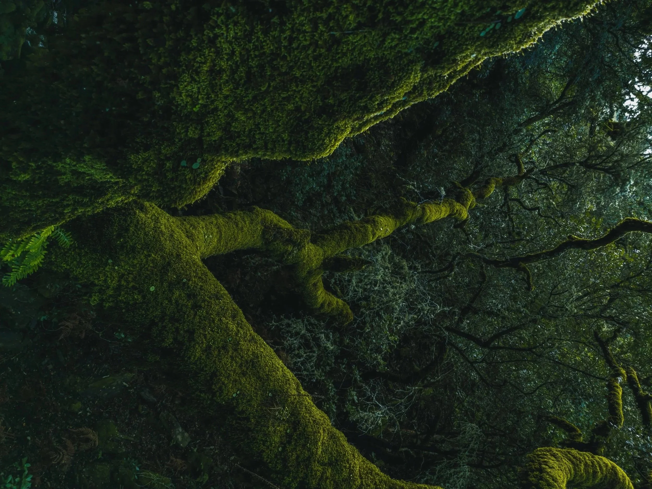 Upward view of moss-covered tree trunks and branches in a dense forest, with some ferns visible at the bottom left.
