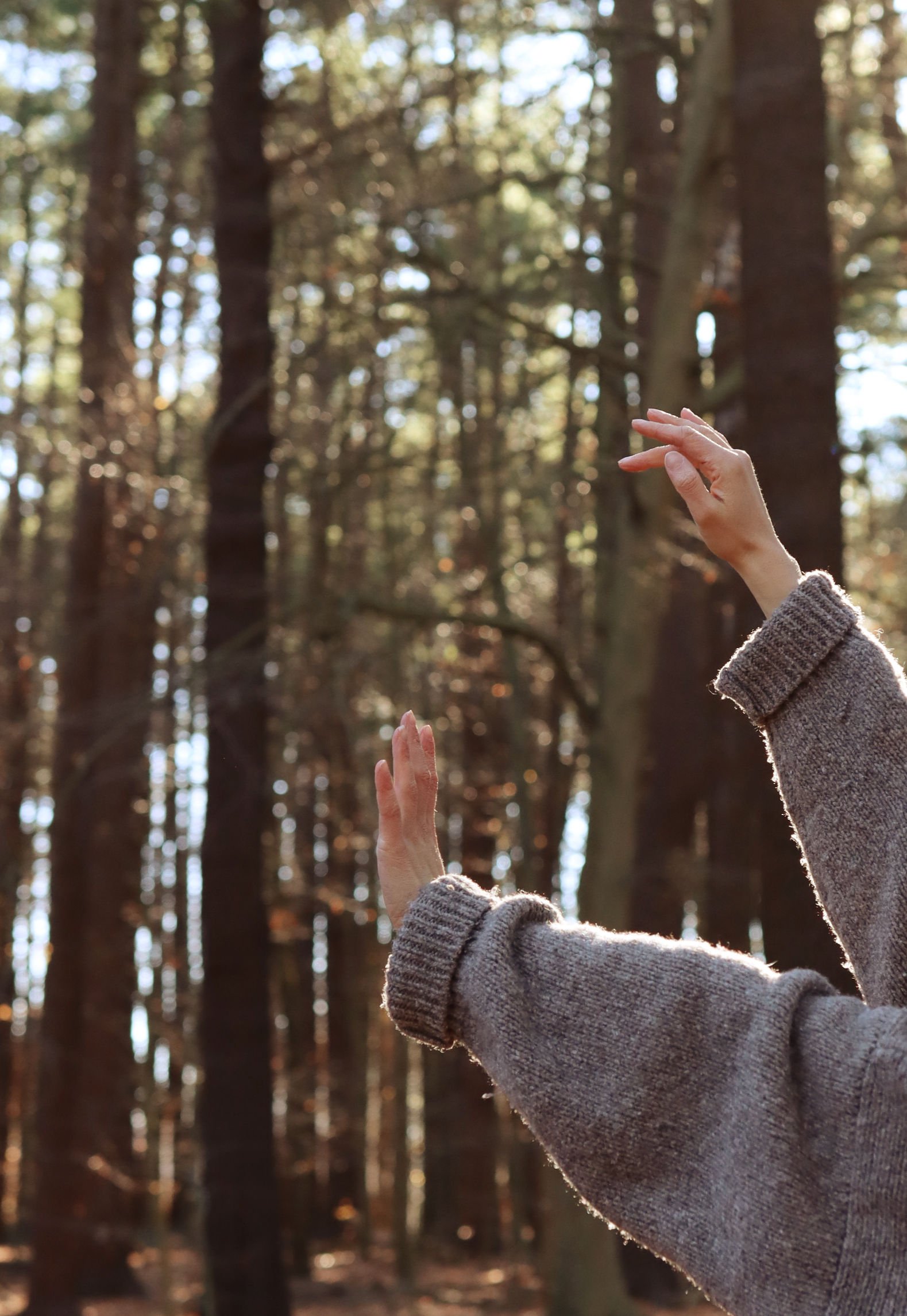 Person wearing a gray sweater, raising their hands in front of a dense forest of tall pine trees with sunlight filtering through the branches.