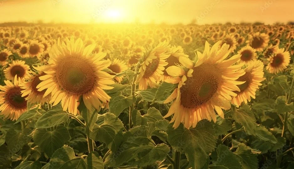 Helios Follows the Gaze of the Sun
