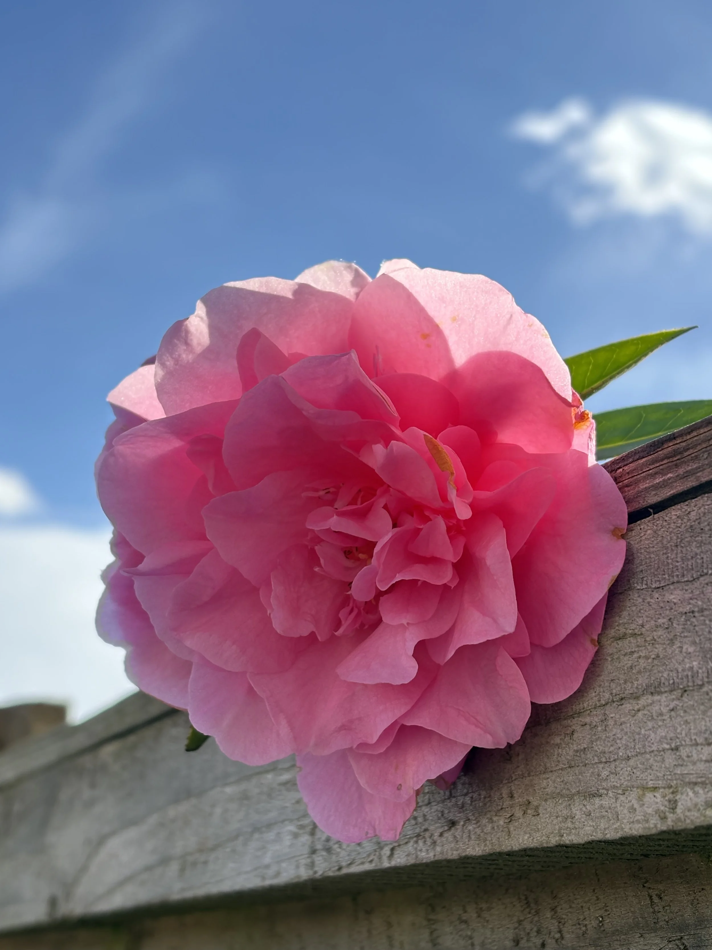 Pink bloom, frilly skirt and quiet wonder. An ode to the camellia
