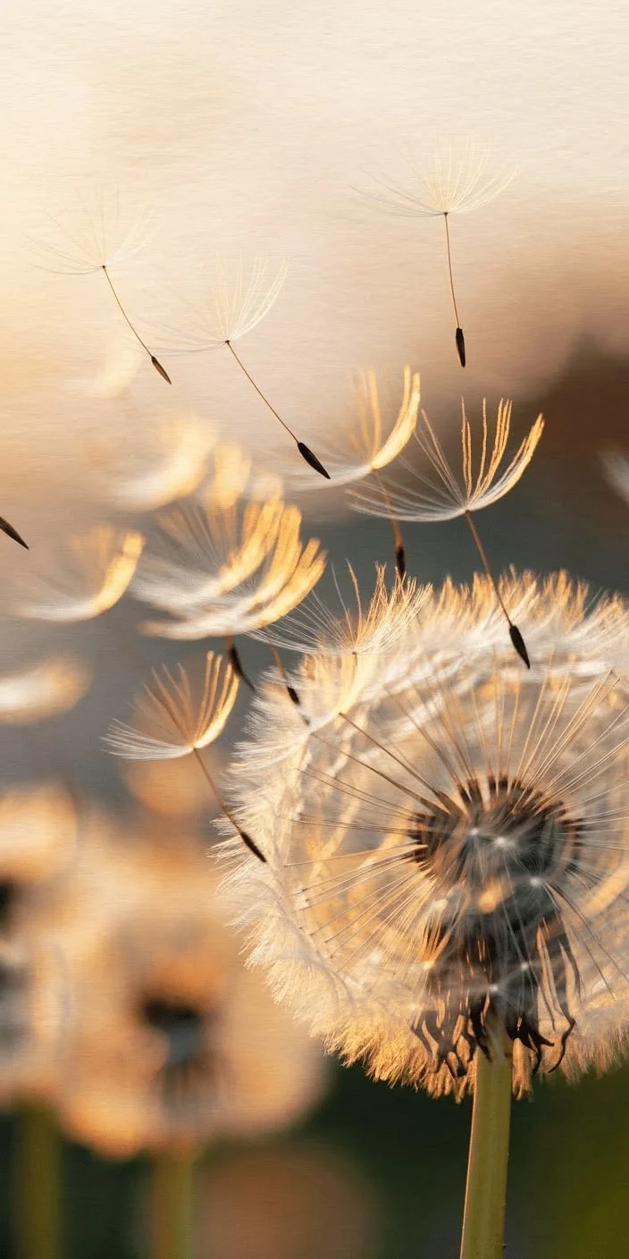 The Wisdom of the Pause Between Breaths