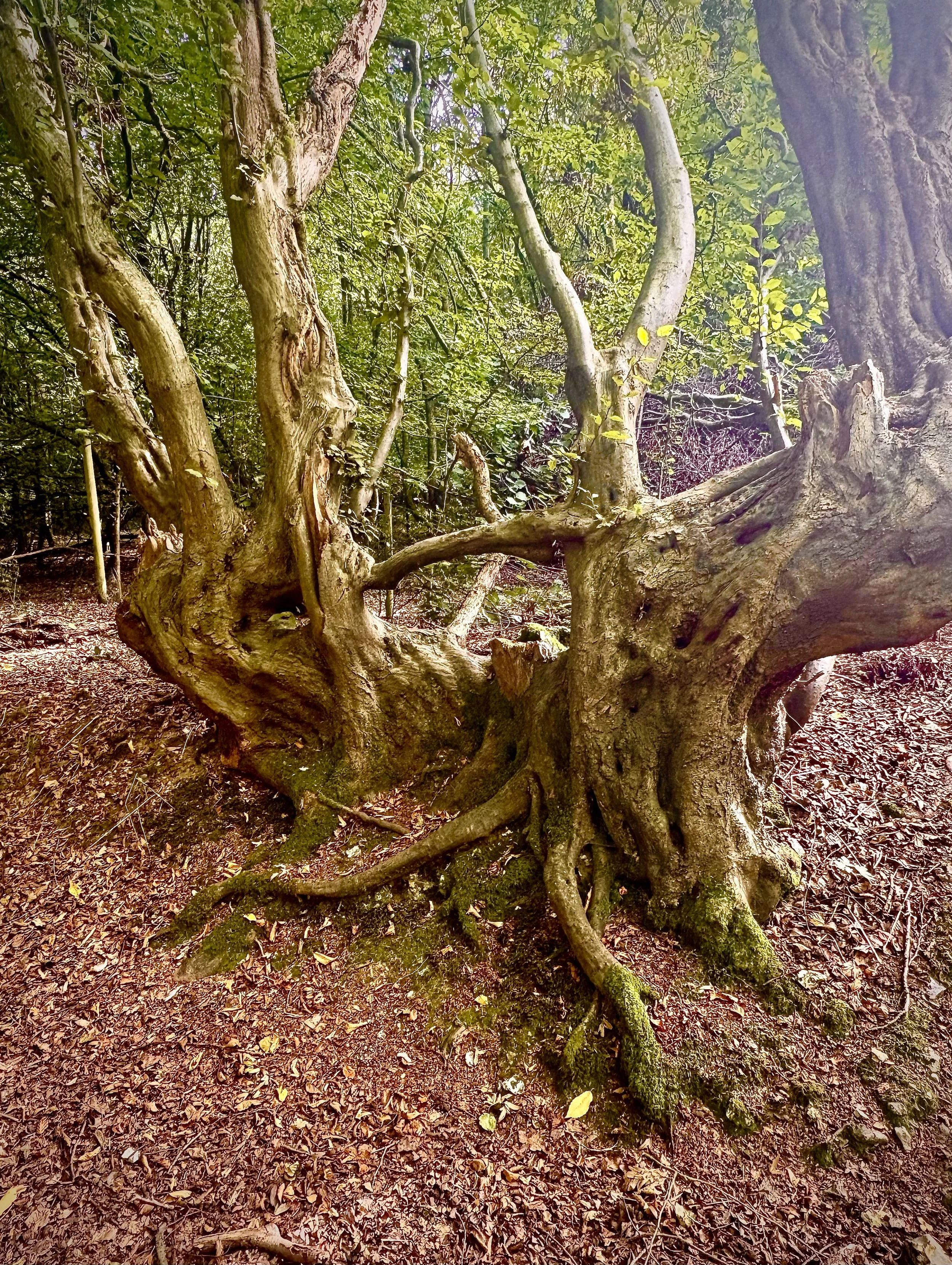 The Wisdom Of The Roots