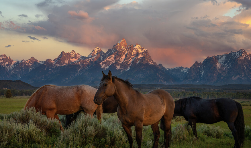 The Flock Guide to Dude Ranches