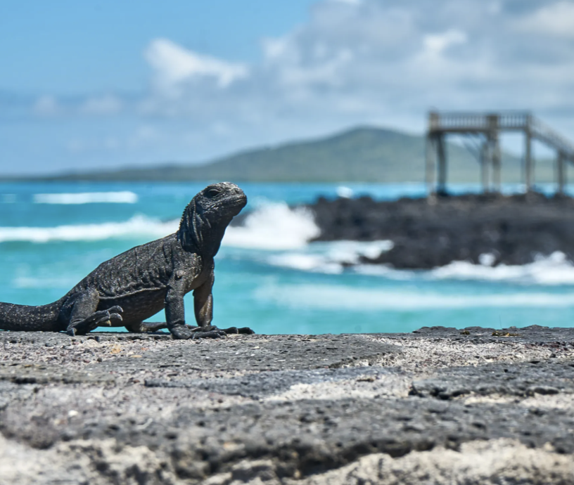 The Flock Guide to the Galapagos
