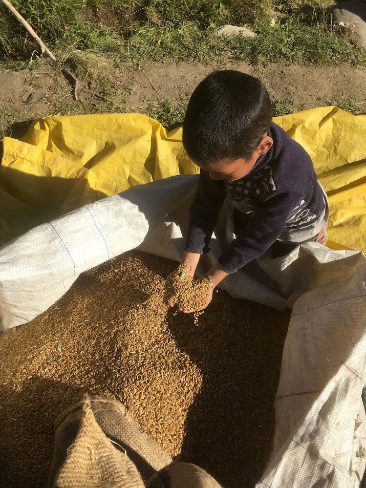 A young boy shoveling barley grains, from a large sack outdoors, with green grass and soil in the background.
