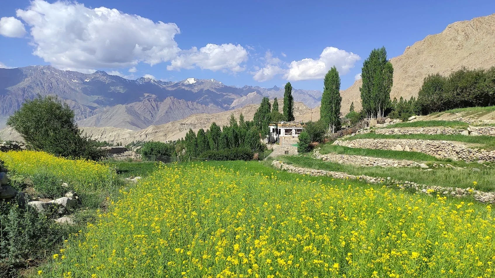 A scenic mountain landscape with snow-capped peaks in the background, green trees and hills in the middle ground, and a field of yellow flowers in the foreground. There are terraced fields and the potter's home among the trees.