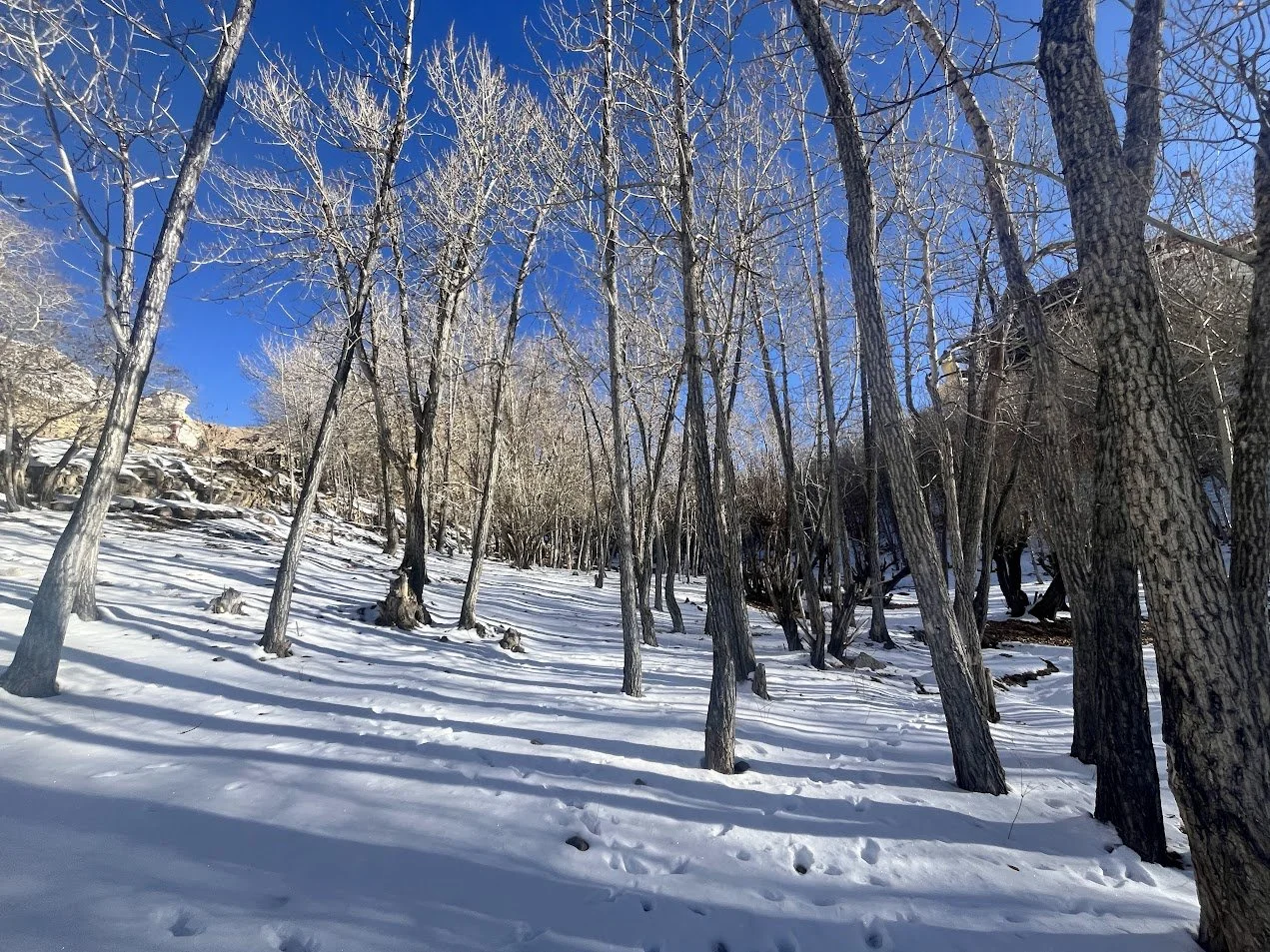 Snow-covered forest with bare trees and a clear blue sky.