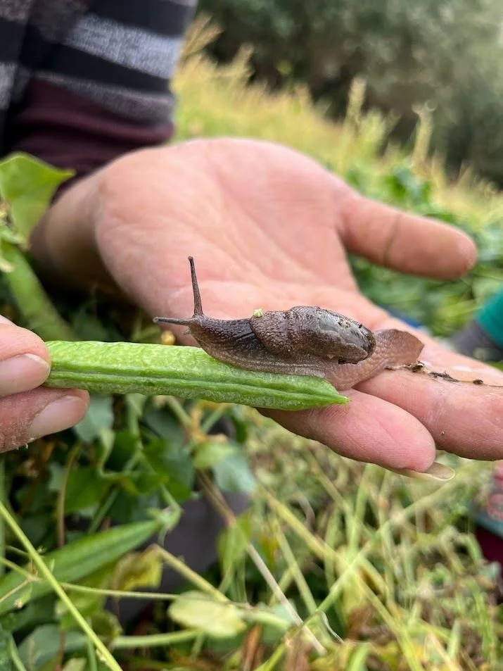 Close-up of a person holding a tiny slug on a green bean in an outdoor garden setting.