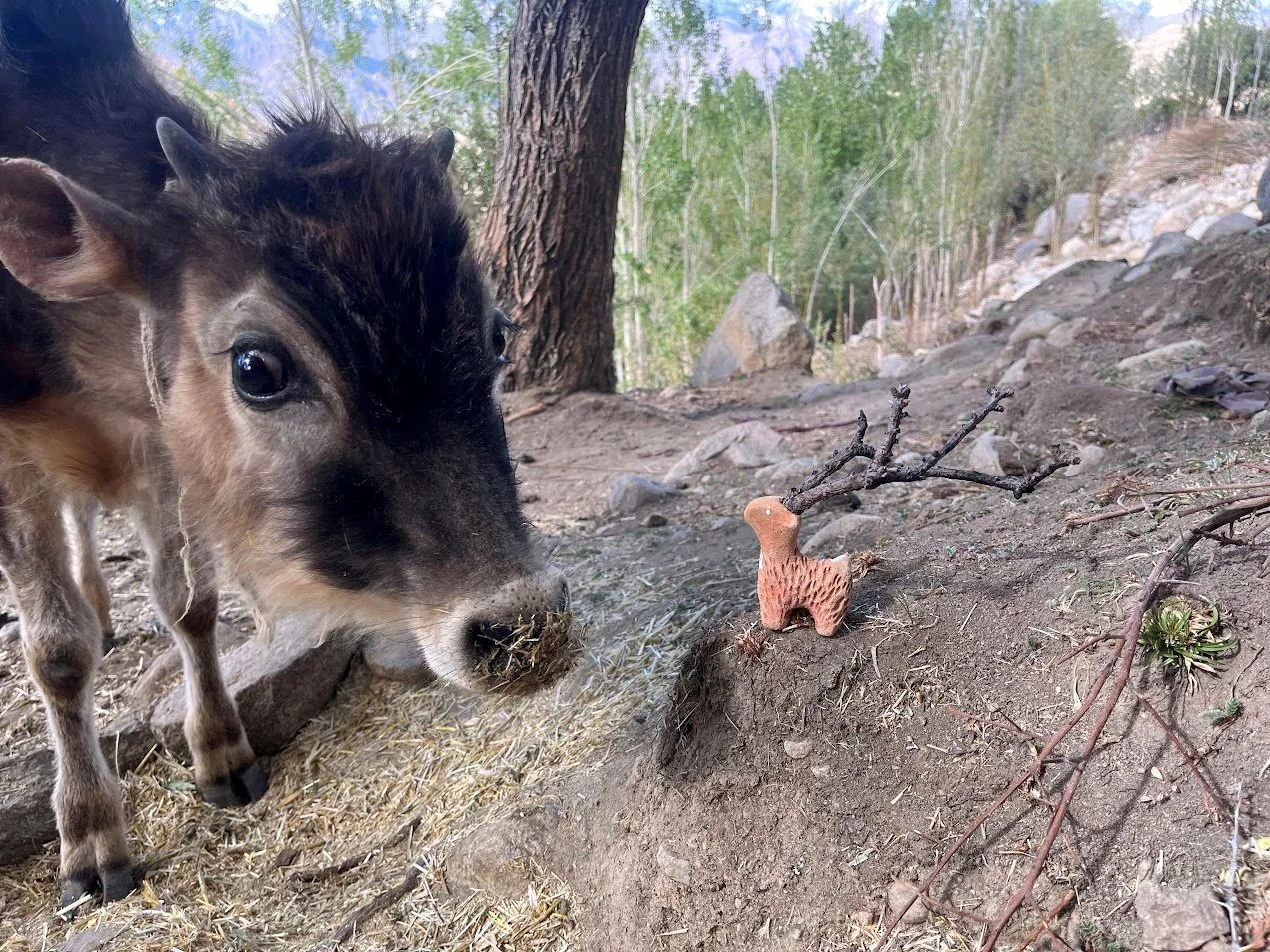 Close-up of a young goat sniffing the ground near a miniature deer figurine on a dirt ground in a forested area.
