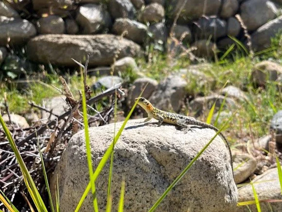 A small lizard on a large rock surrounded by grass and pebbles.