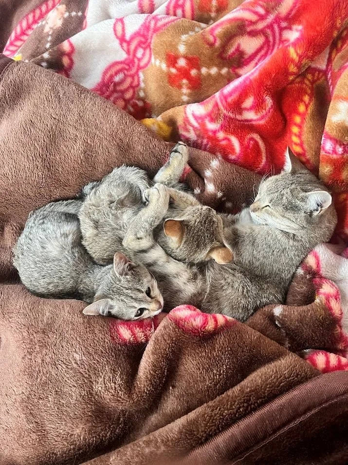 Five gray kittens snuggled together on a brown and red patterned blanket.