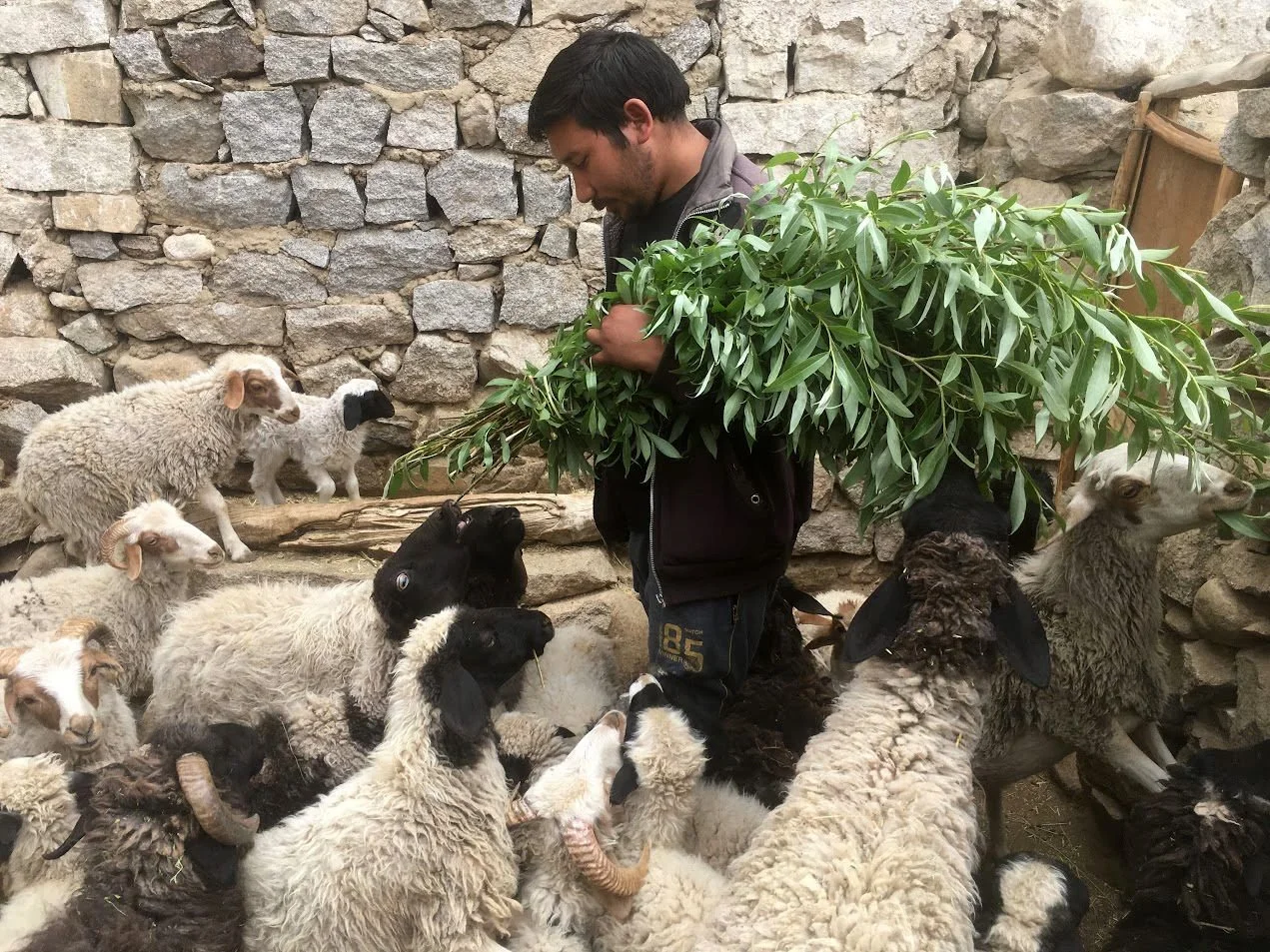 A man with a large branch of green leaves over his shoulder stands among sheep and lambs against a stone wall.