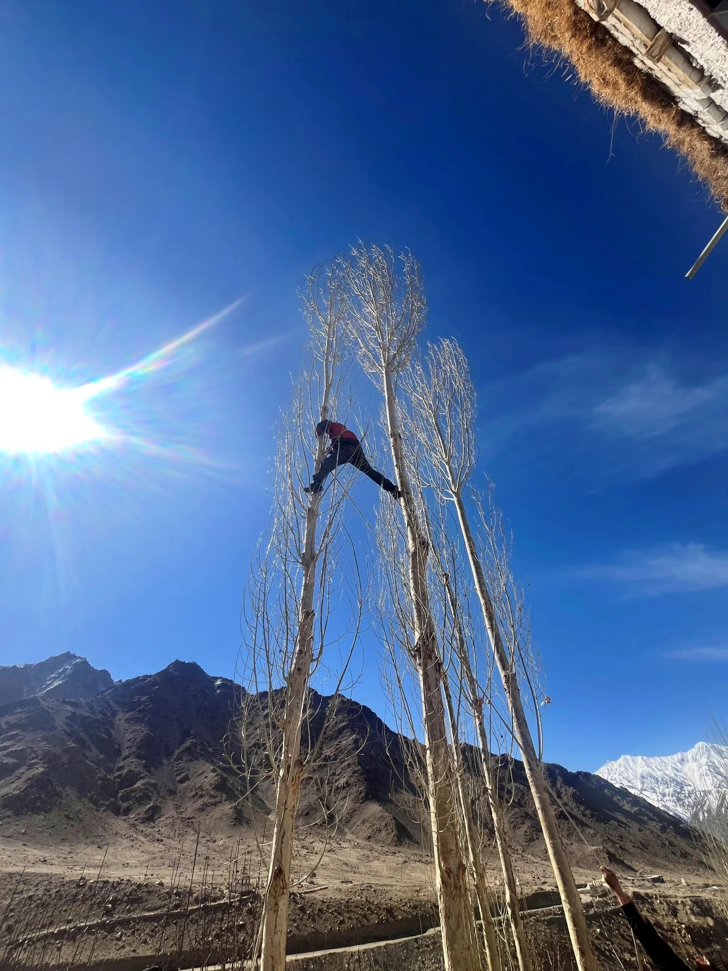 A person climbing or sitting on a tall, leafless tree in a mountain desert landscape with snow-capped peaks in the background, under a bright blue sky with the sun shining.