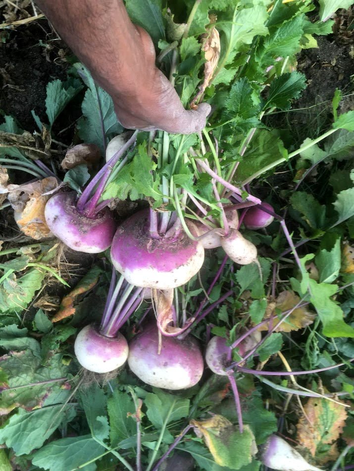 A hand harvesting purple and white turnips in a garden with green leaves and soil.