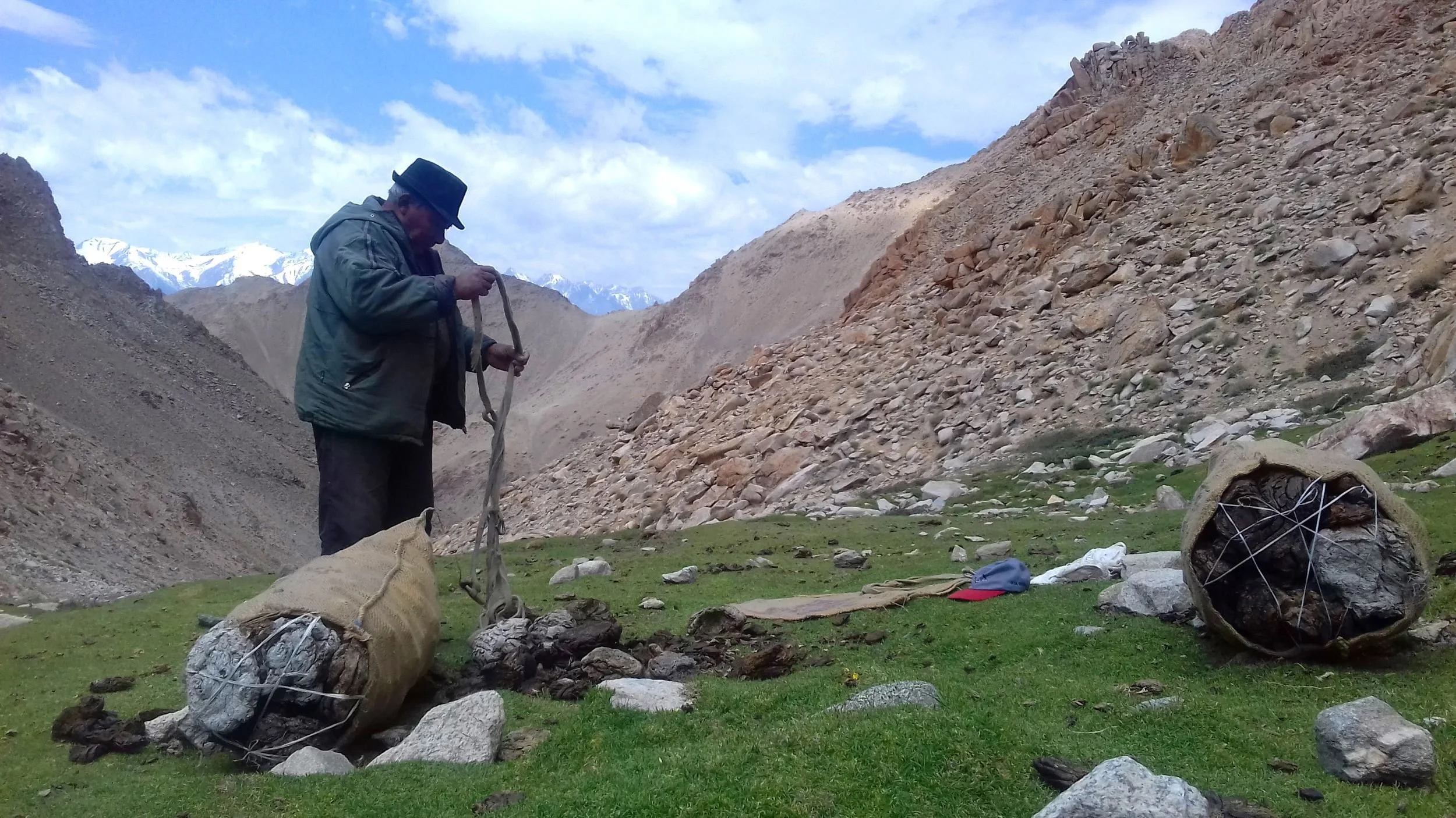 Abbaley Tsepail gathering and packing cattle dung from high meadows 