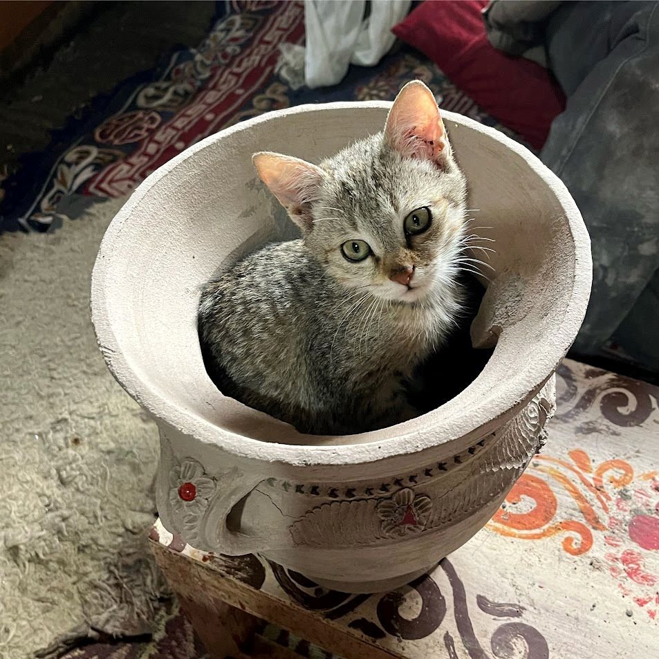 A gray tabby kitten sitting inside an ornate white ceramic planter on a decorative table.