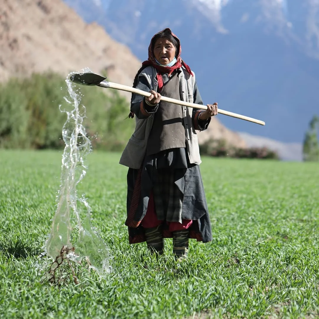 A woman standing in a green field with mountains in the background, holding a shovel and watering plants.