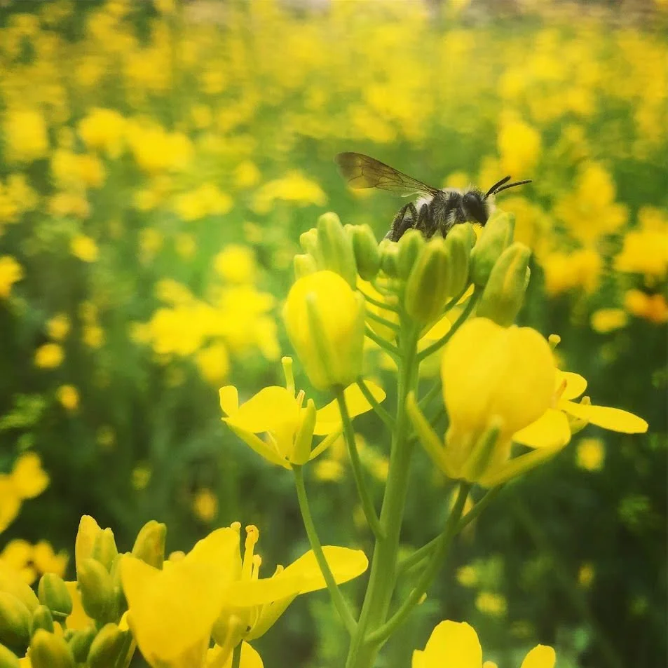 A bee on a yellow flower in a field of yellow flowers.