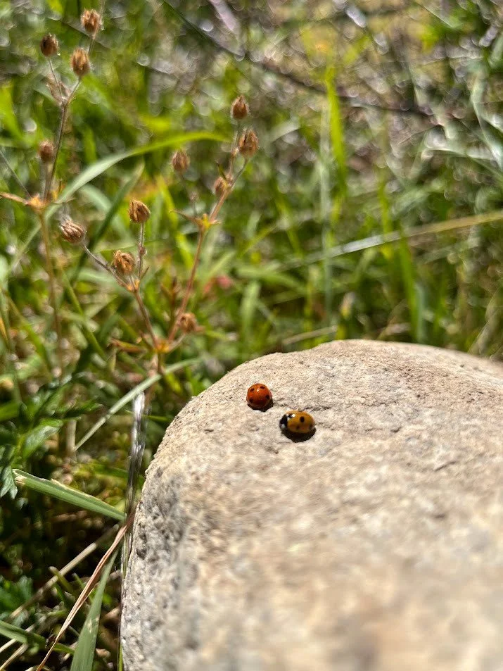 Close-up of two ladybugs on a large gray rock in a grassy area with small plants and dried flowers in the background.