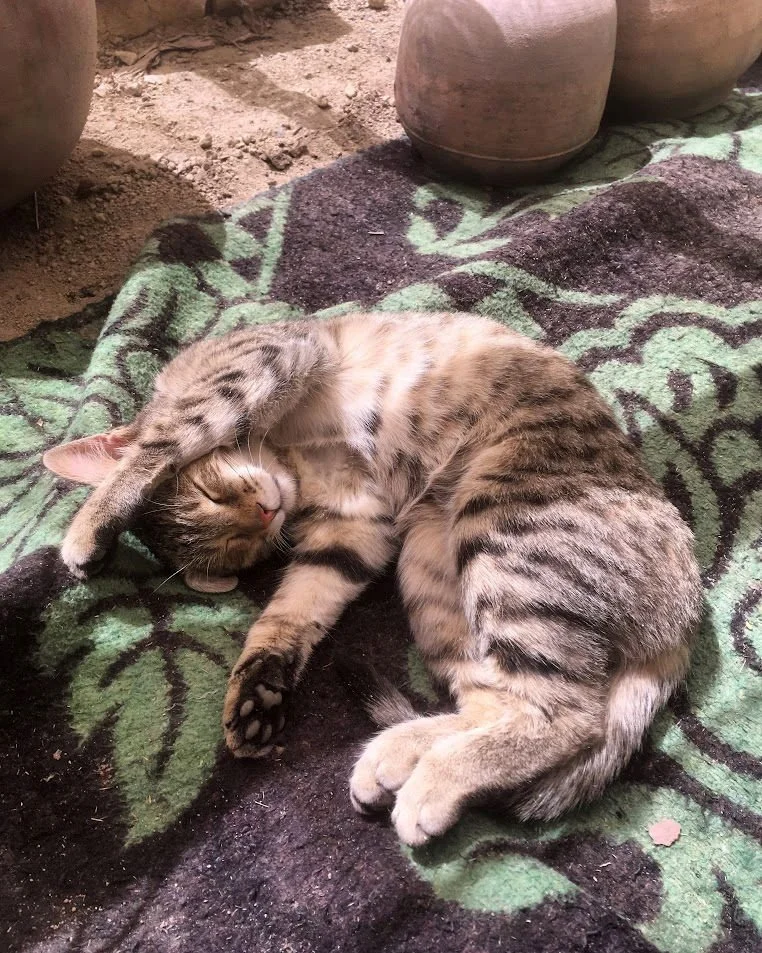 A tabby cat sleeping on a patterned green and black blanket outdoors next to clay pots.