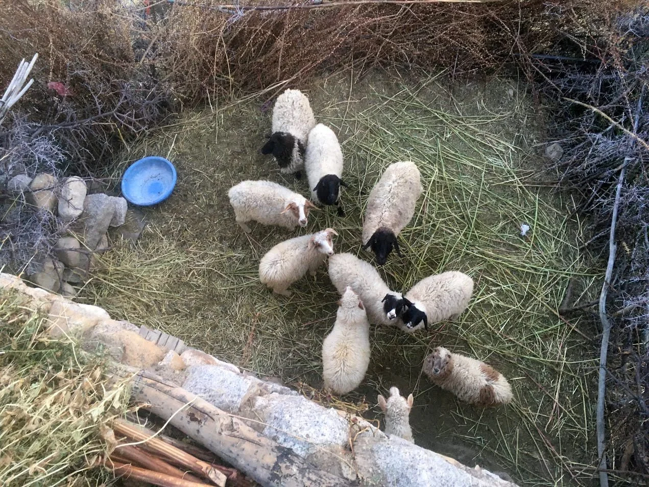 A group of sheep, both black and white, in a pen with straw and rocks, viewed from above.