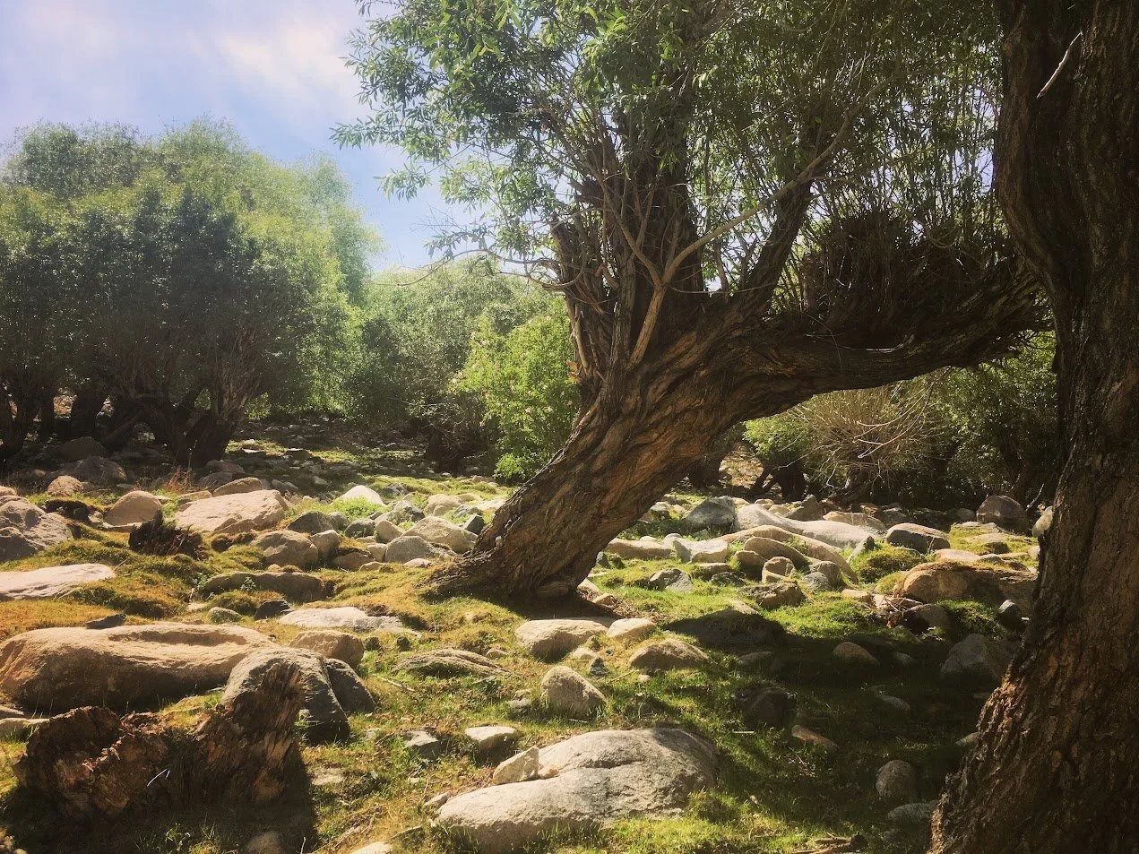 A rocky landscape featuring a prominent leaning tree with lush green foliage, surrounded by smaller trees and scattered rocks in a natural setting under a partly cloudy sky.