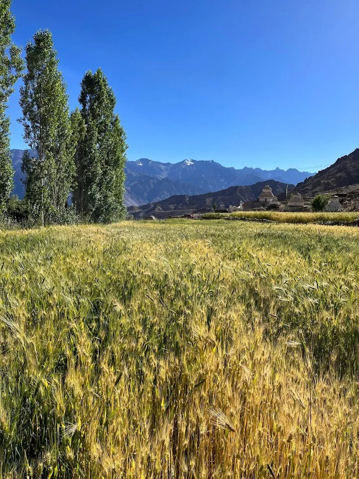 A vast field of green and yellow wheat with tall trees on the left, a mountain range in the background, and a clear blue sky overhead.