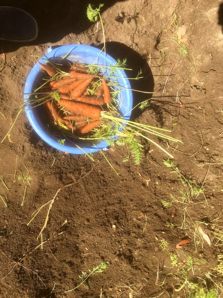 A blue bowl filled with freshly picked carrots and some carrot greens. The bowl is placed on the ground with loose soil and small green plants around it.