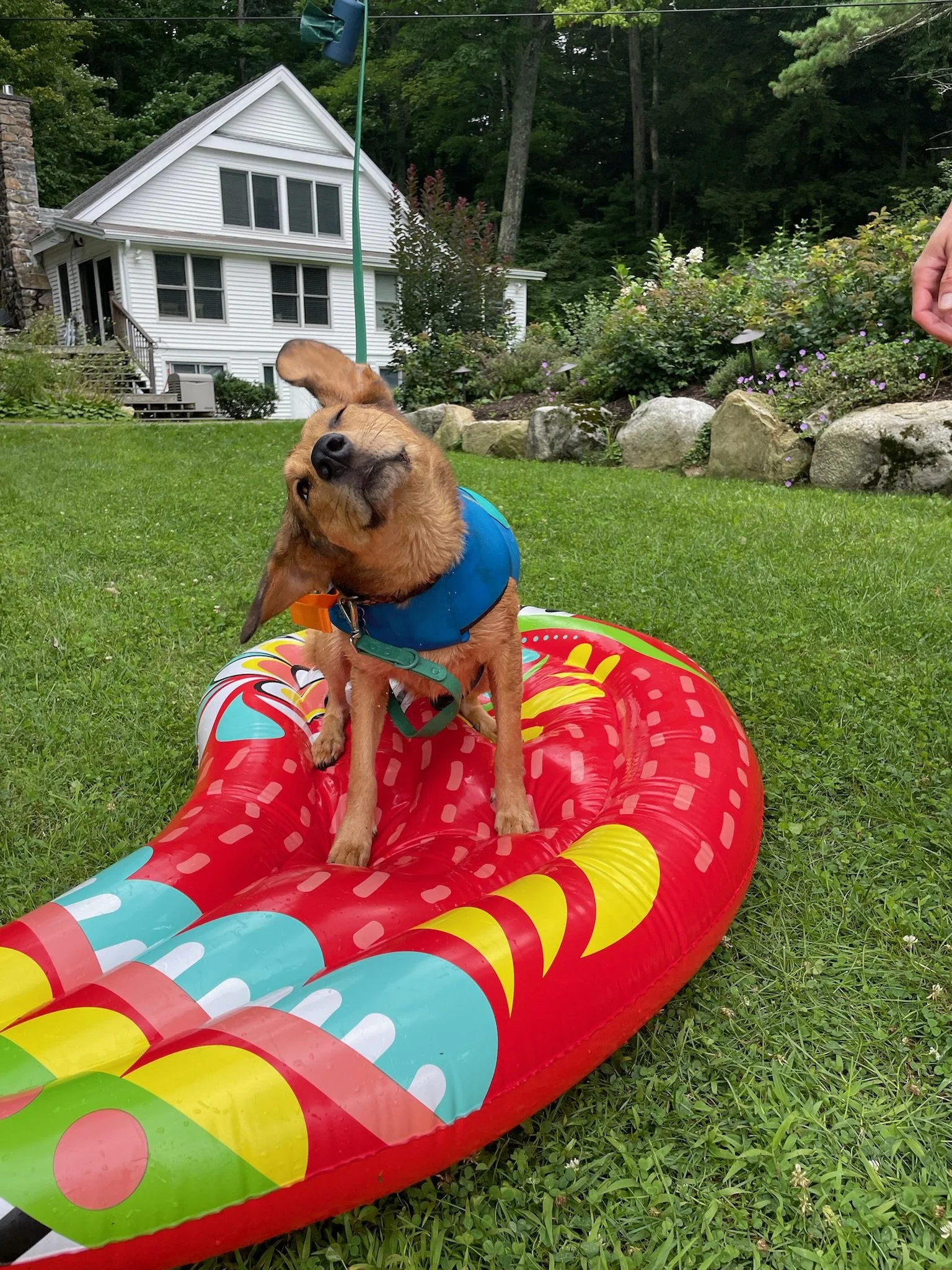 A happy dog in a blue pfd sitting on a colorful inflatable raft on green grass in a backyard, with a modern white house, trees, and rocks in the background.