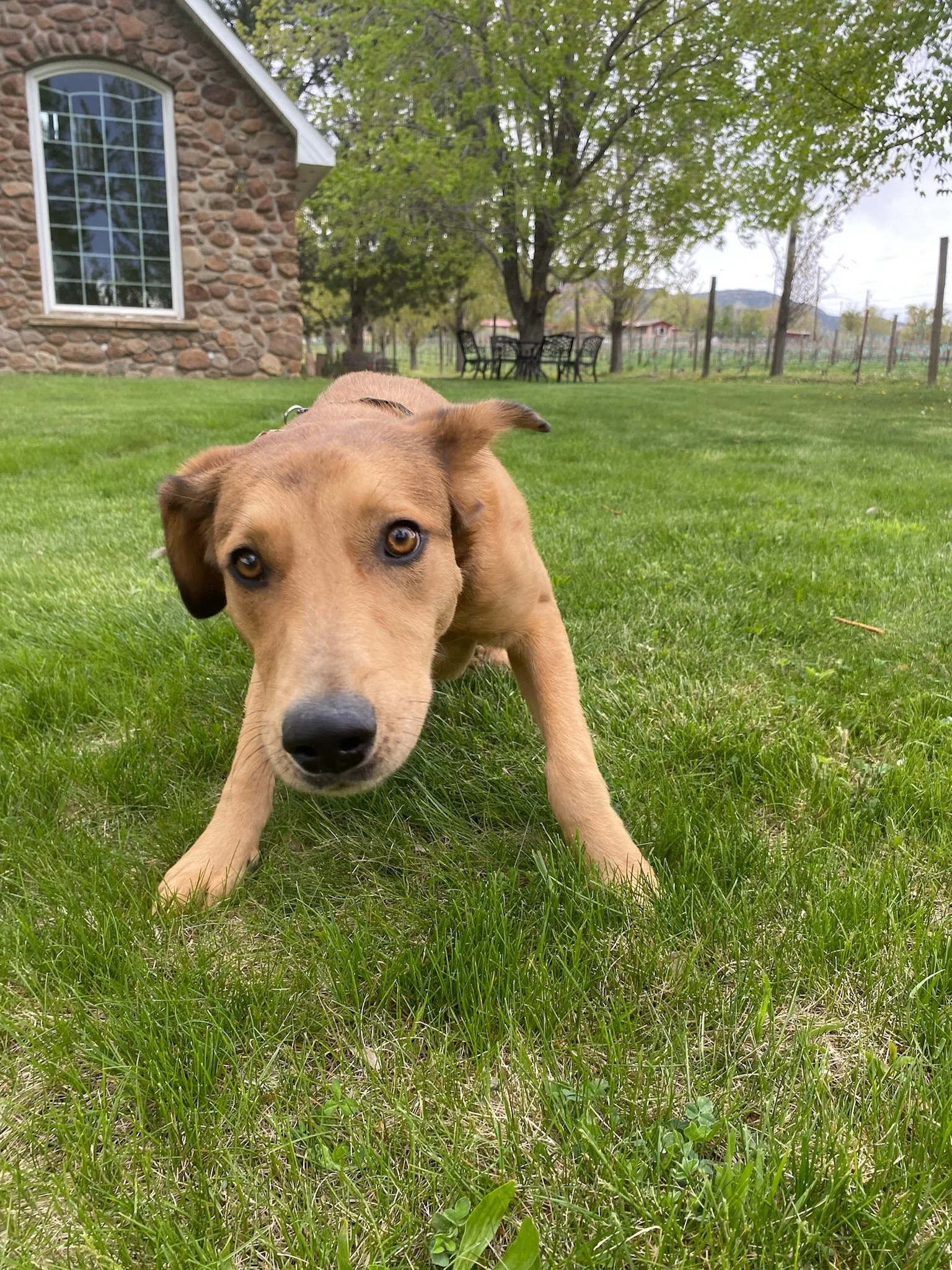 A brown puppy with brown eyes on green grass, with a stone cottage and trees in the background.