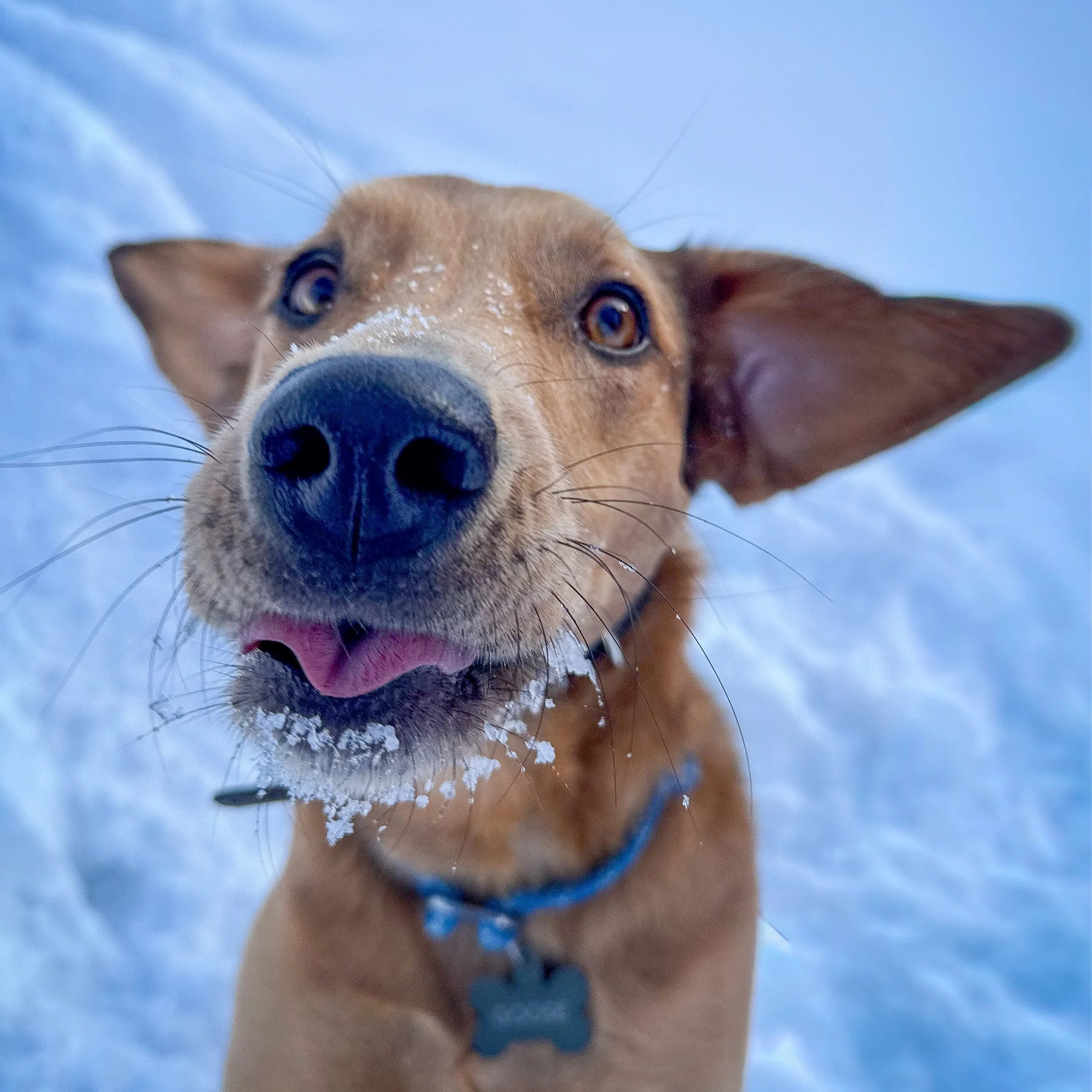 A happy brown dog with snow on its nose looking directly at the camera in a snowy Colorado landscape