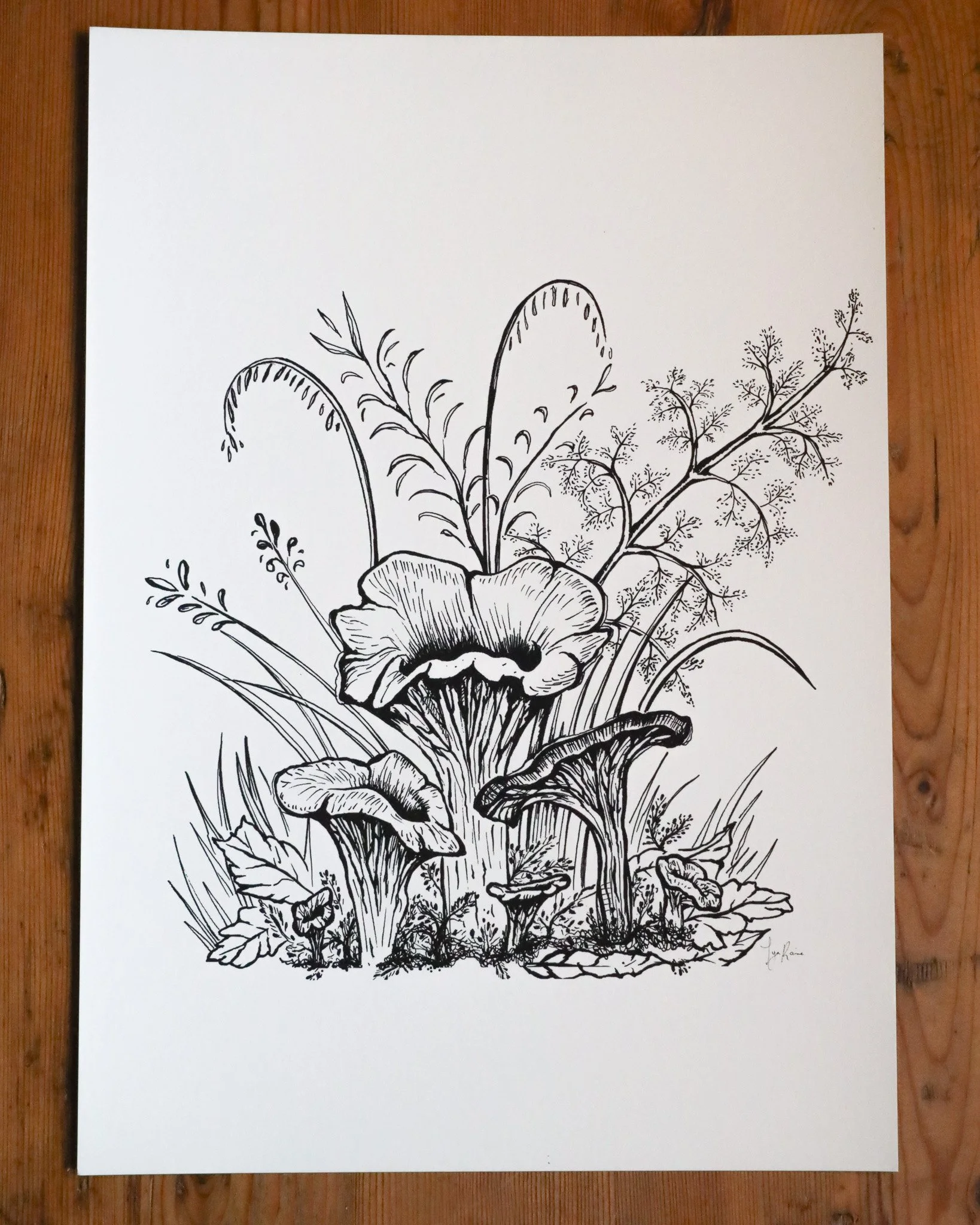 Chanterelle3.jpg