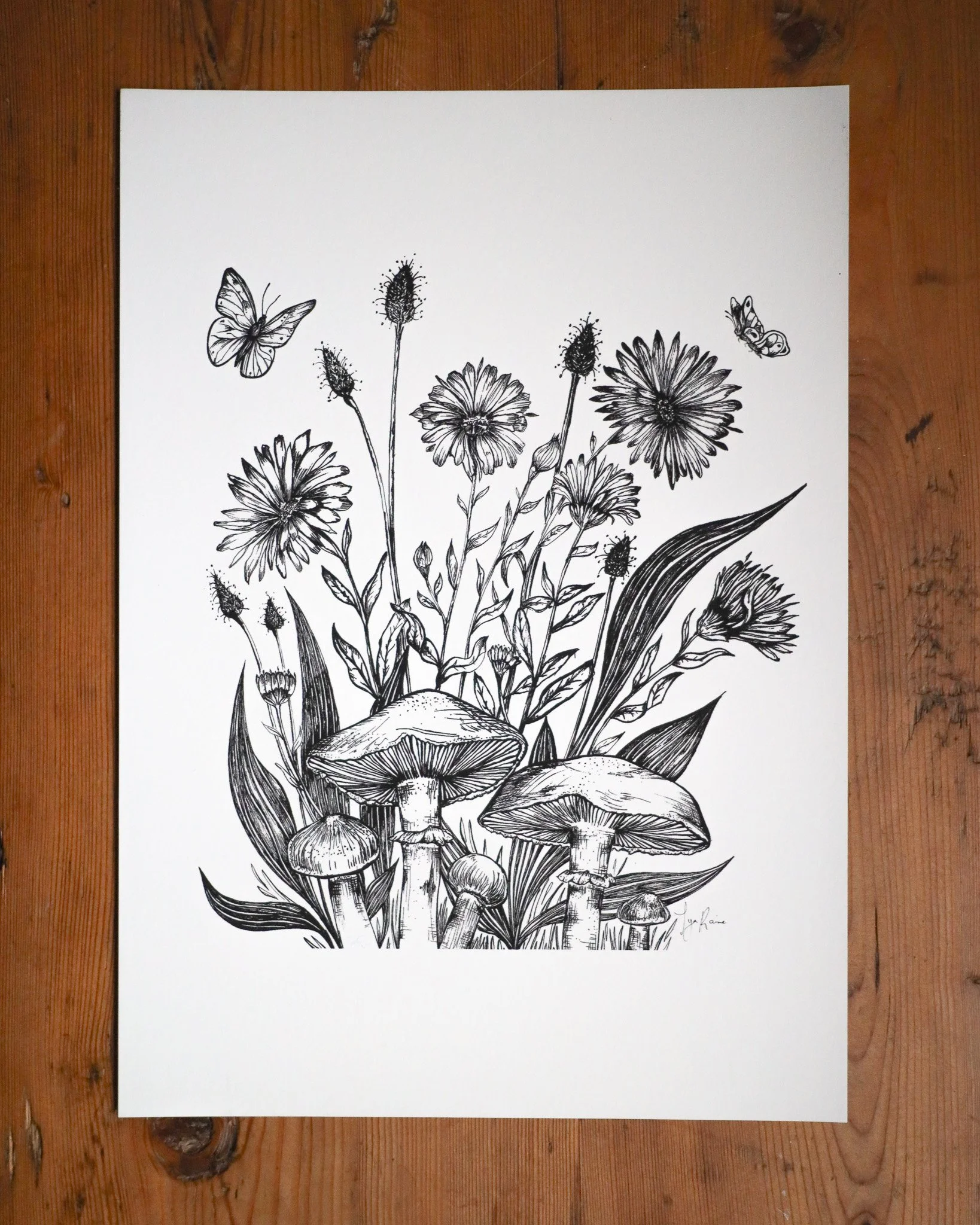 Calendula3.jpg