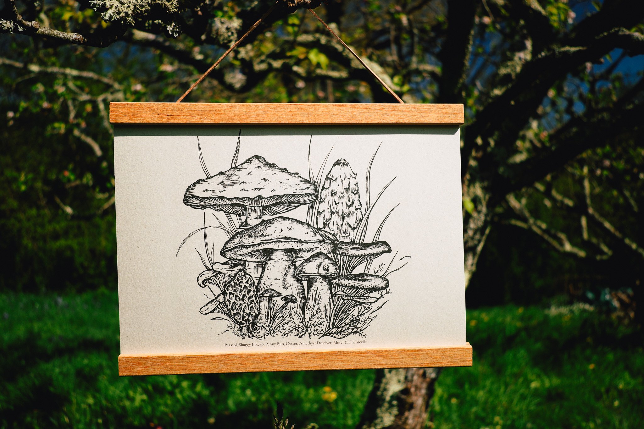 EdibleFungi1.jpg
