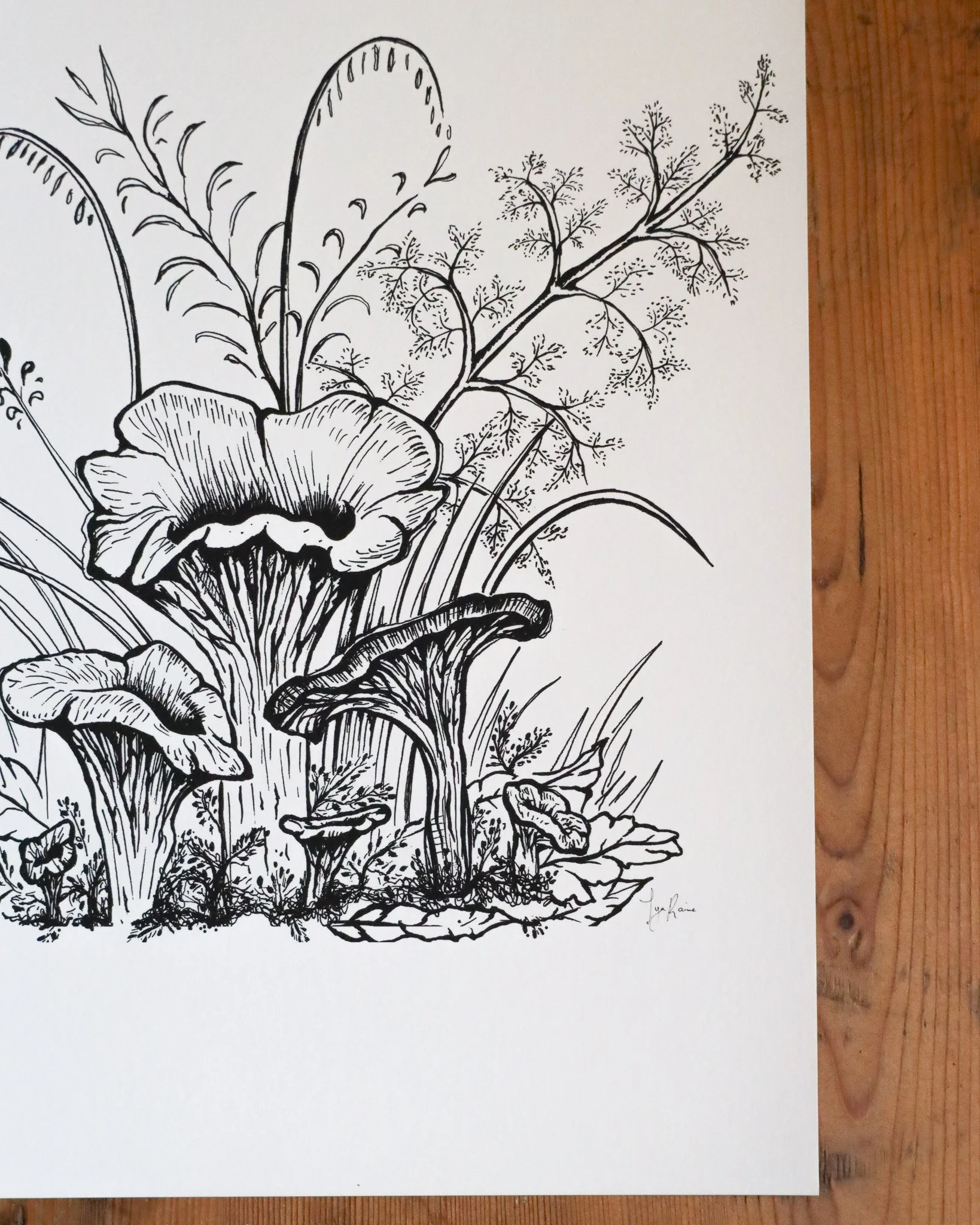 Chanterelle5.jpg