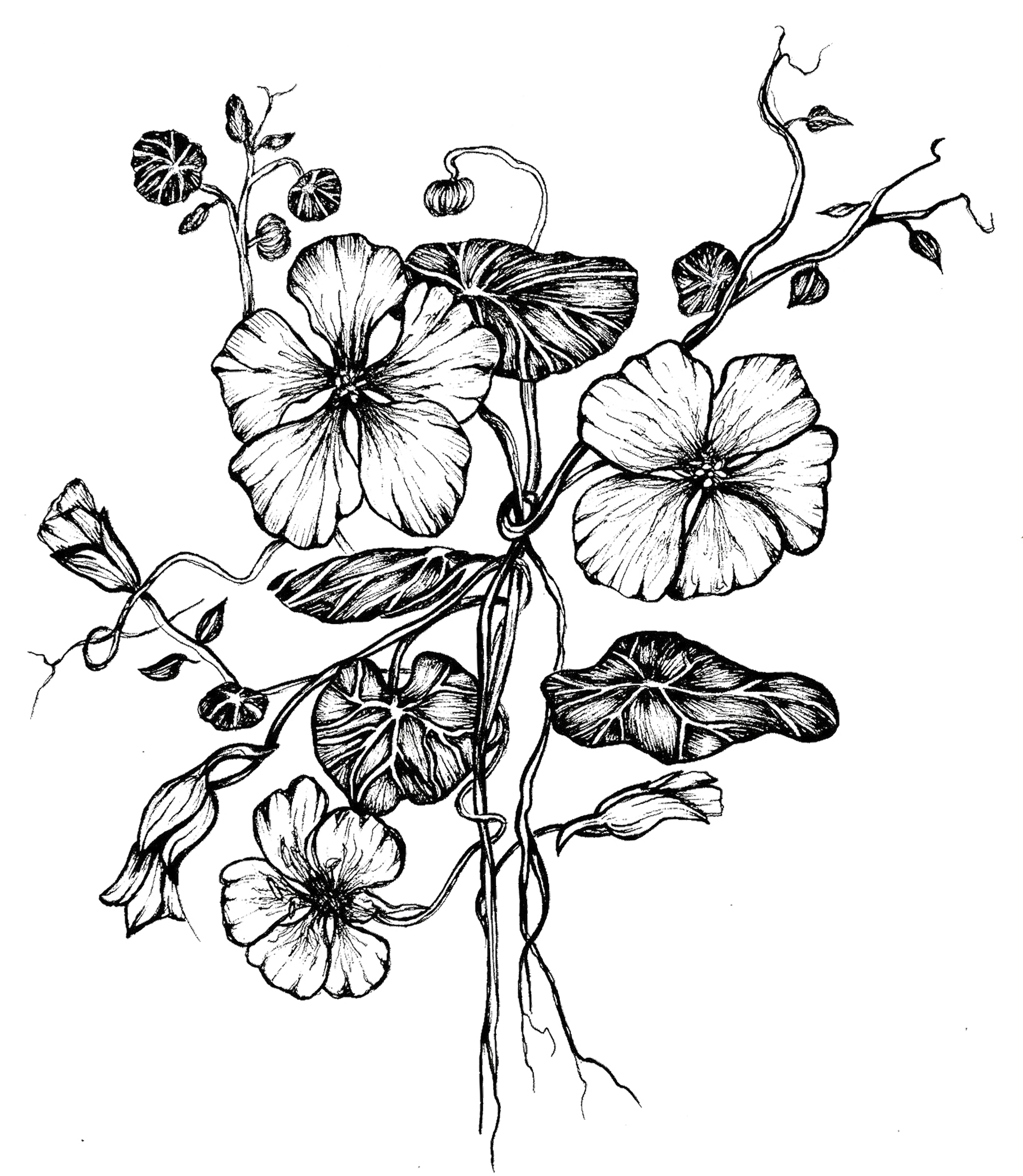 Black and white fine liner drawing of a nasturtium by Jya Raine