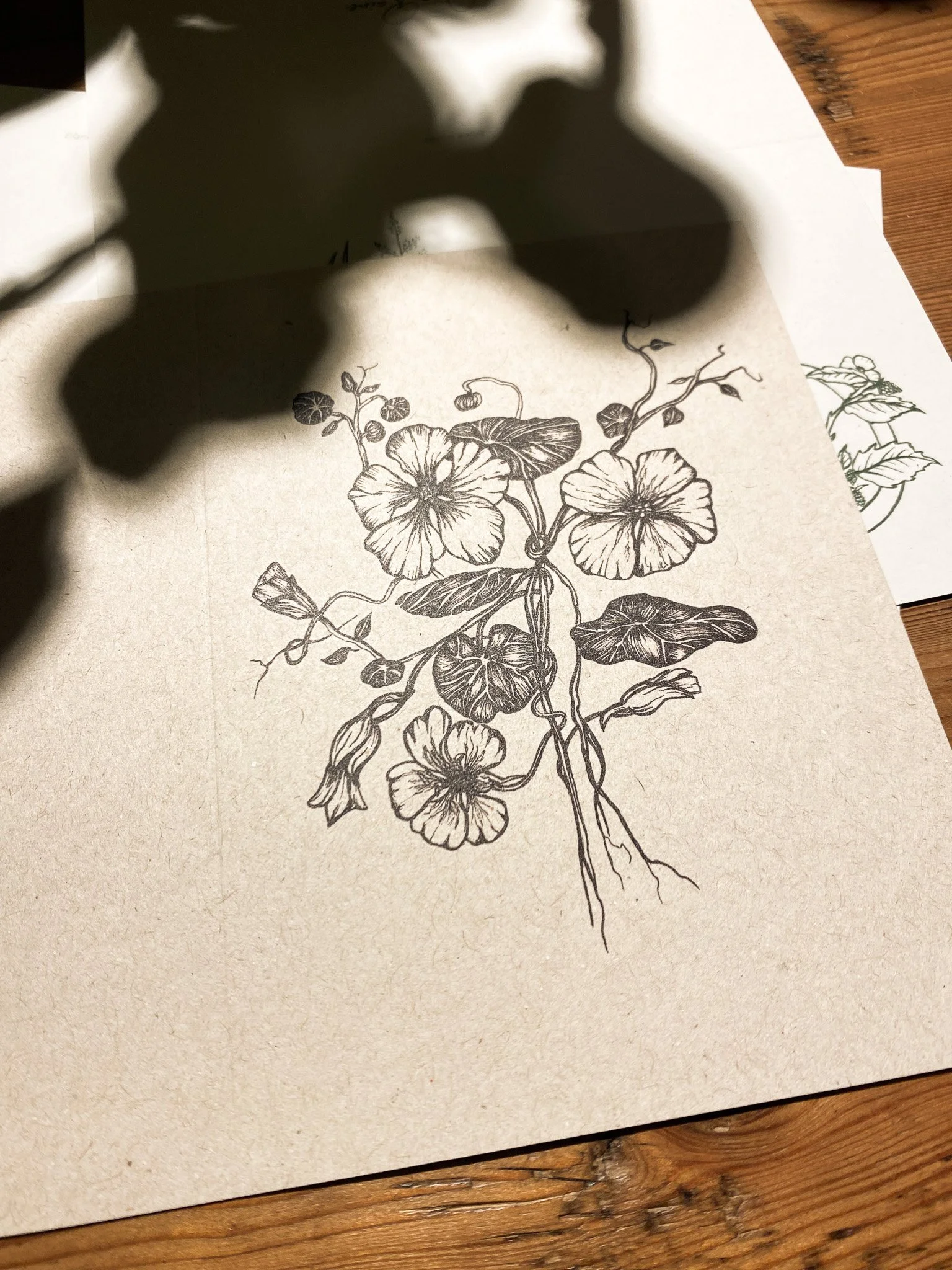 Nasturtium.jpg