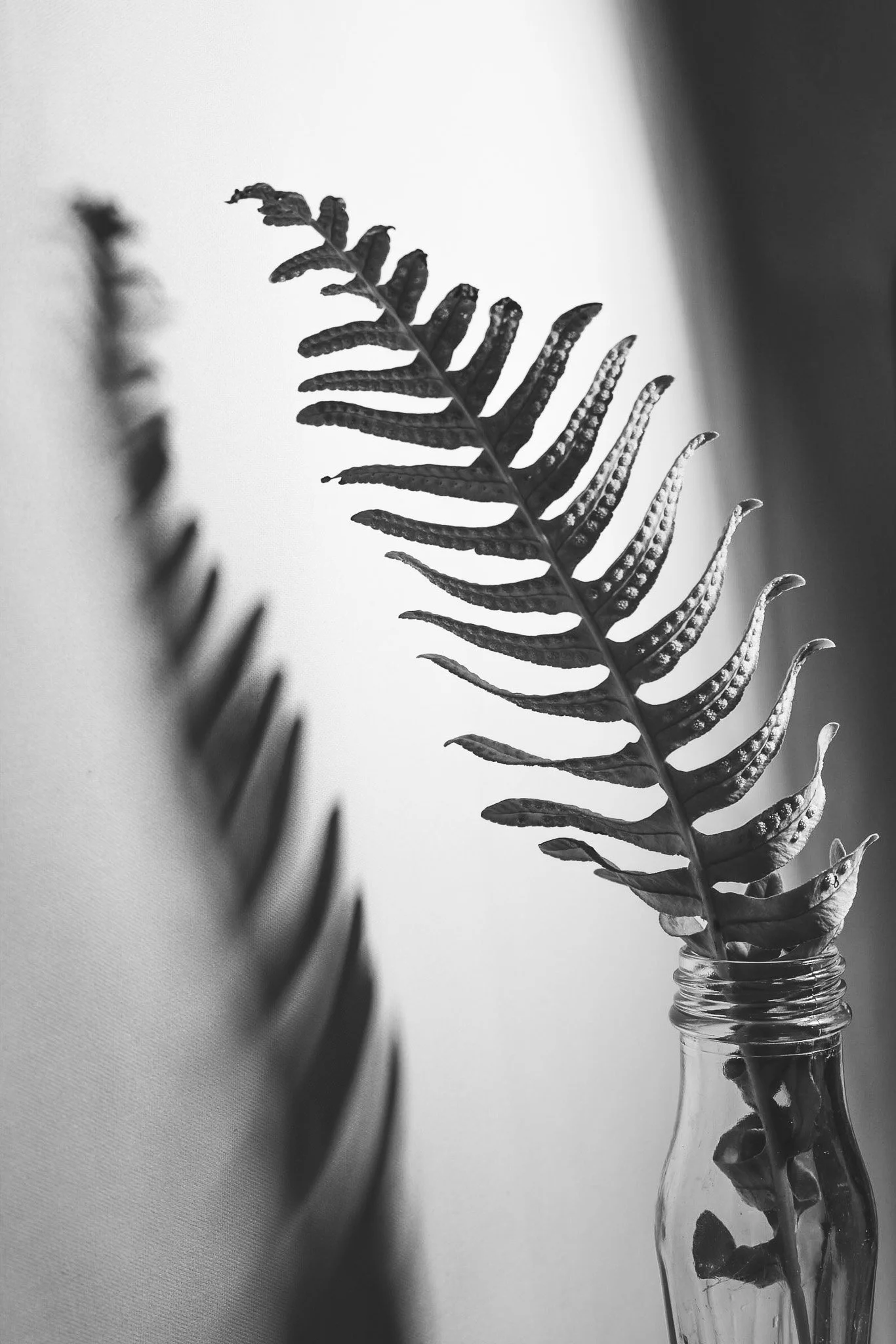 Still Life