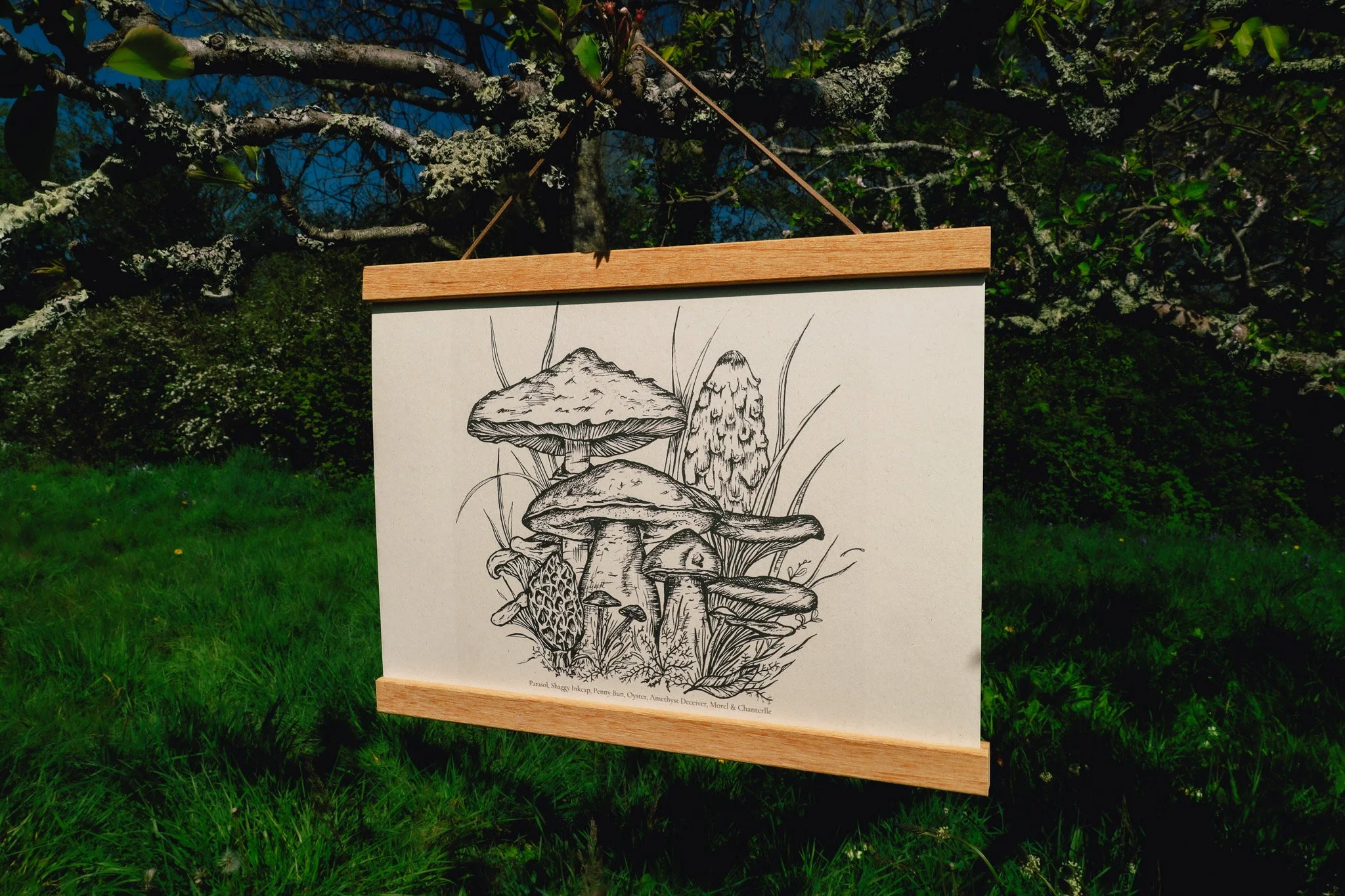 EdibleFungi5.jpg