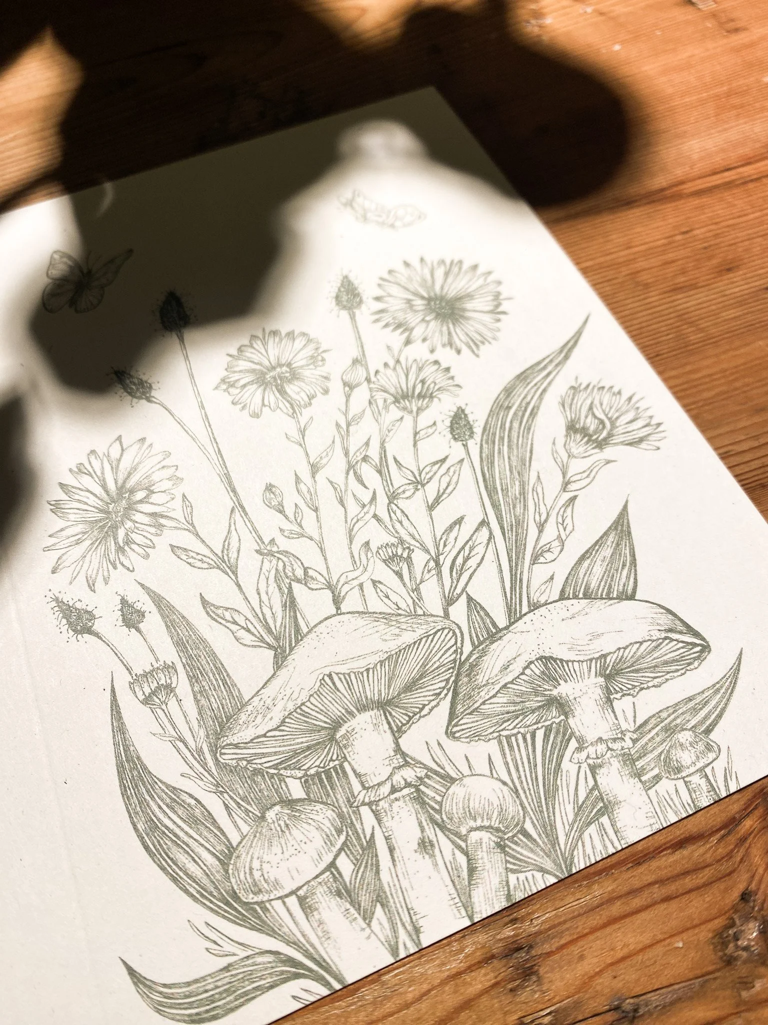Calendula.jpg