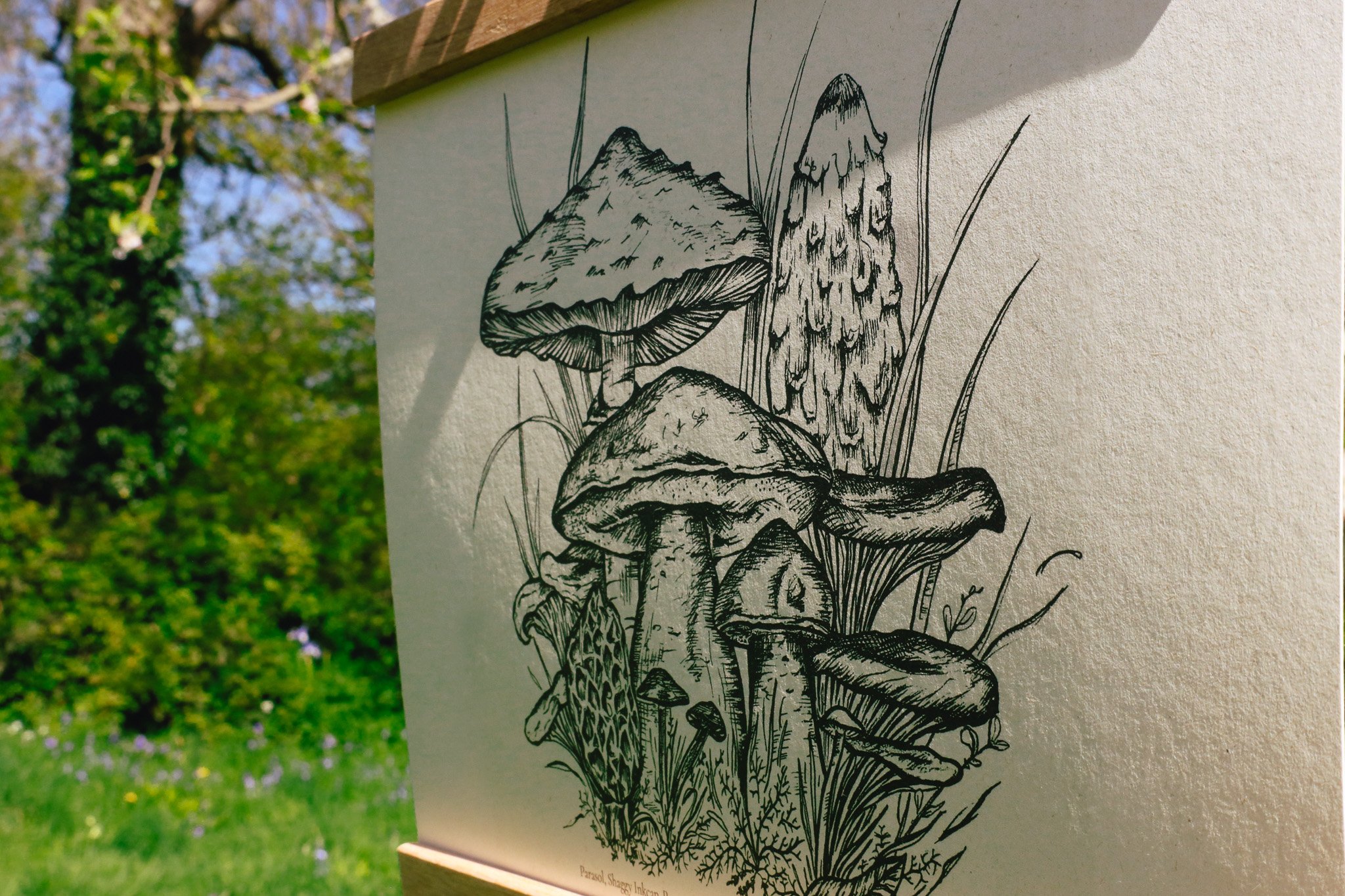EdibleFungi4.jpg